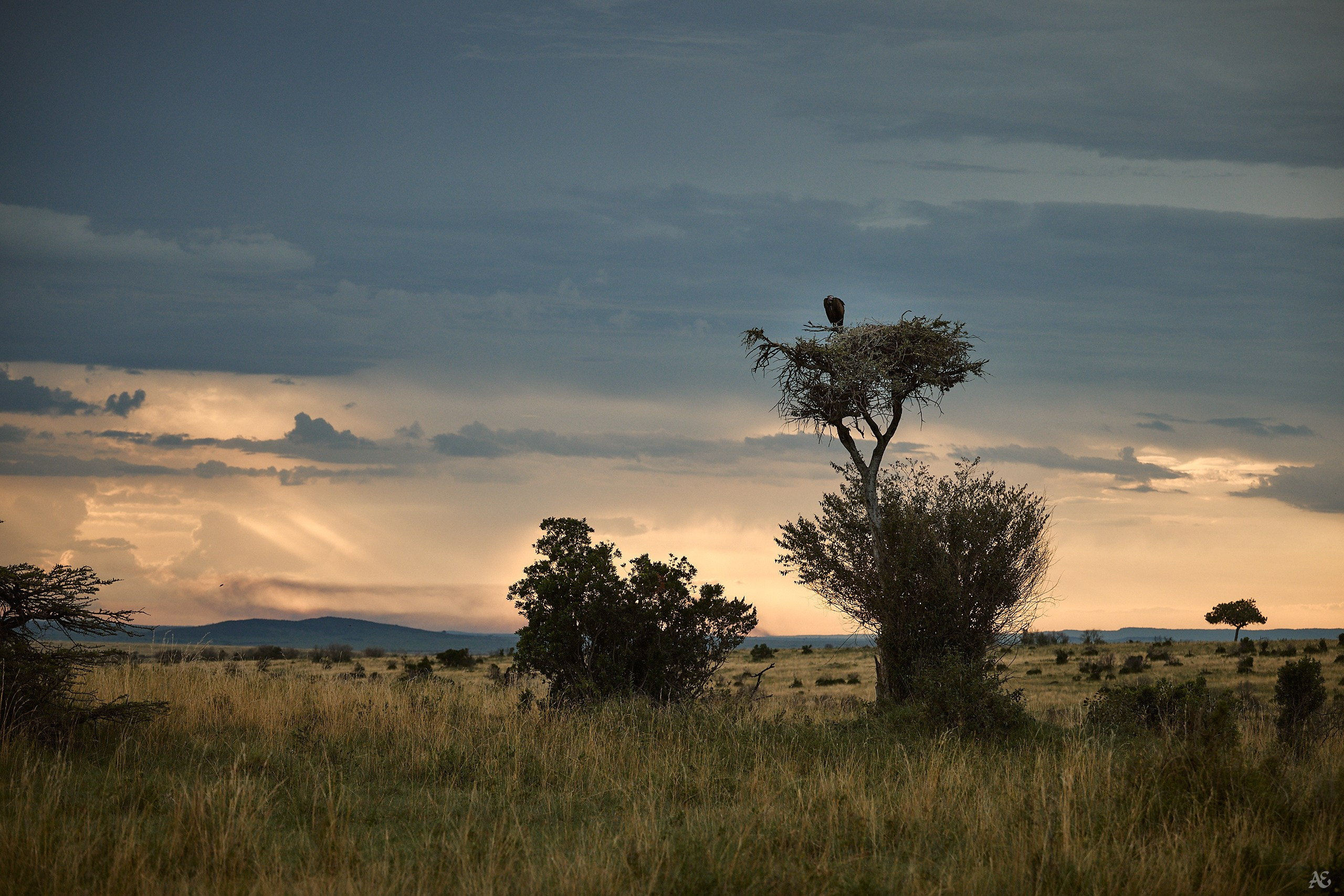 Закат и гриф