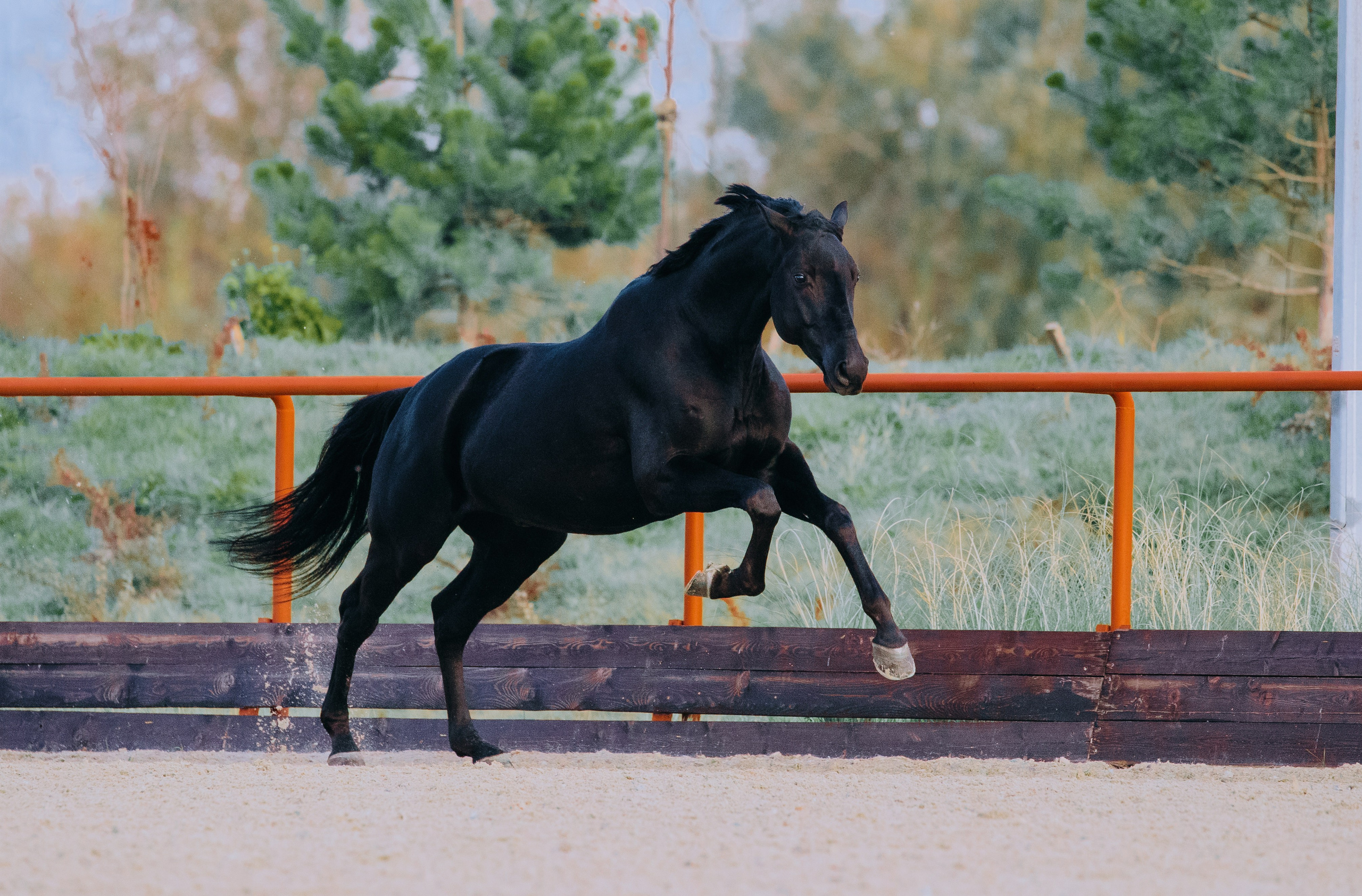 В движении. Фотограф-анималист Ксендзова Кристина