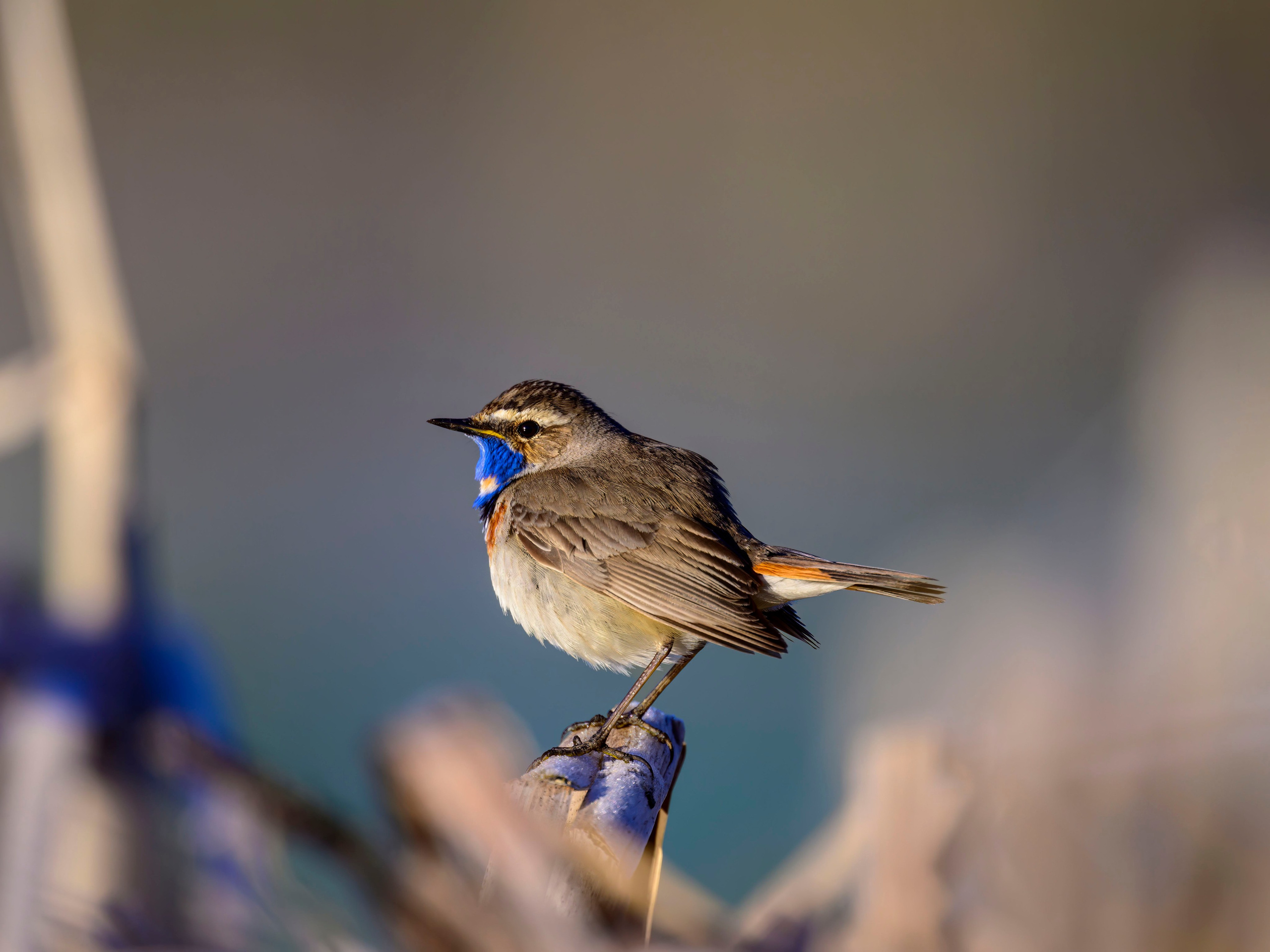 Варакушка. Фотограф Сергей Пупонин