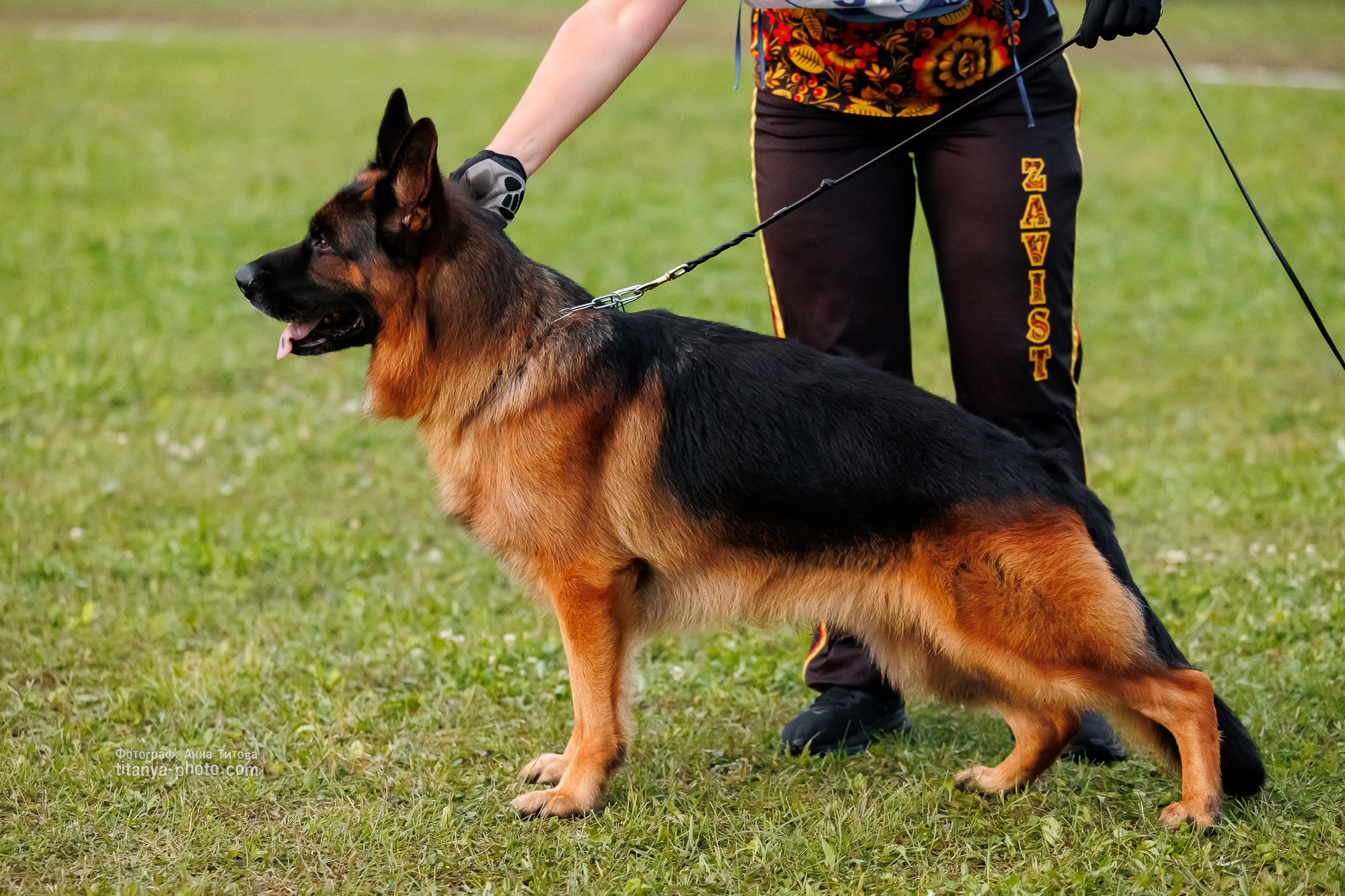Немецкие овчарки: фото из рингов и вне ринга, мутпроба (фотографии с выставок). Фотограф собак, фотограф-анималист Аня Титова (Titanya). Москва