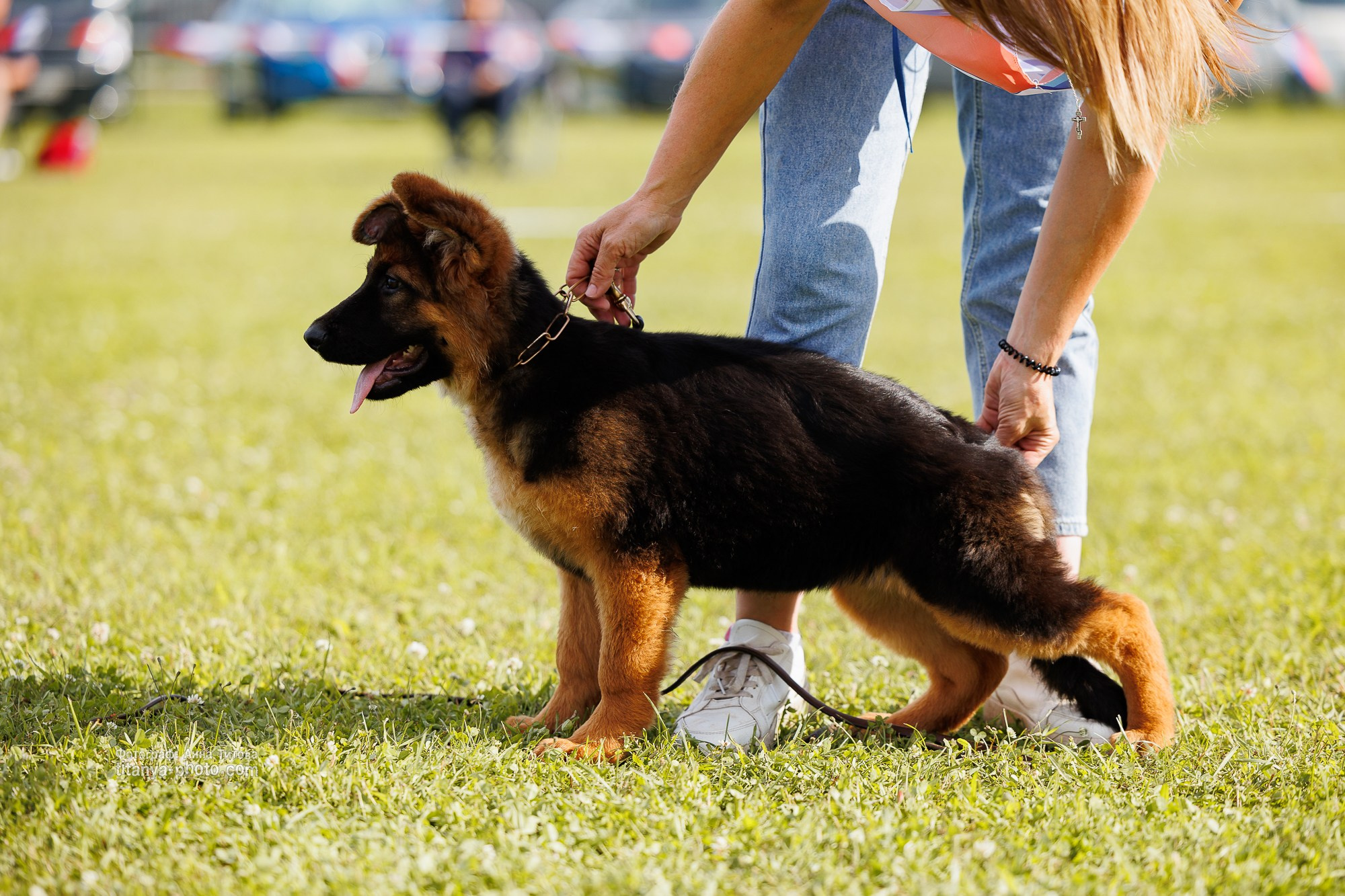 Немецкие овчарки: фото из рингов и вне ринга, мутпроба (фотографии с выставок). Фотограф собак, фотограф-анималист Аня Титова (Titanya). Москва
