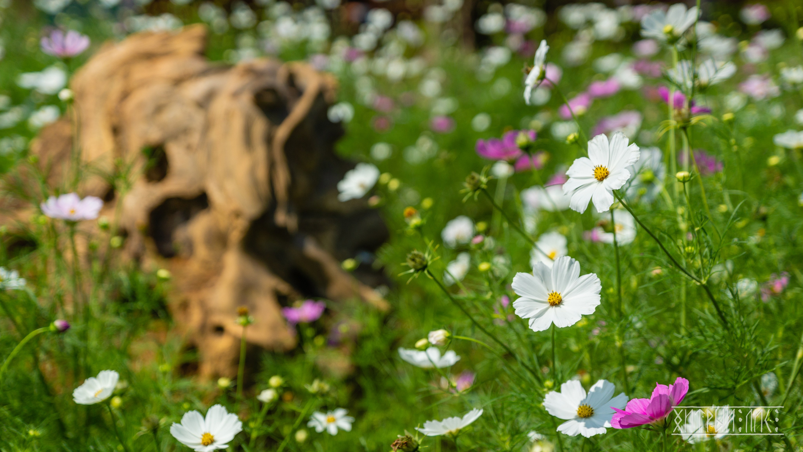 Вьетнам. Фотограф-путешественник Самойлов Максим «Sly Fox»