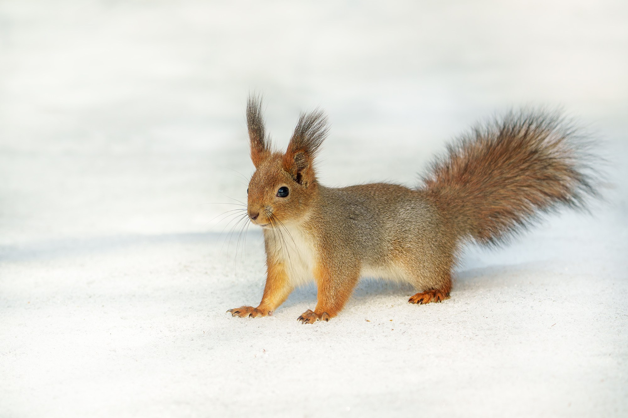 Животные. Ваш личный фотограф Марина Волкова