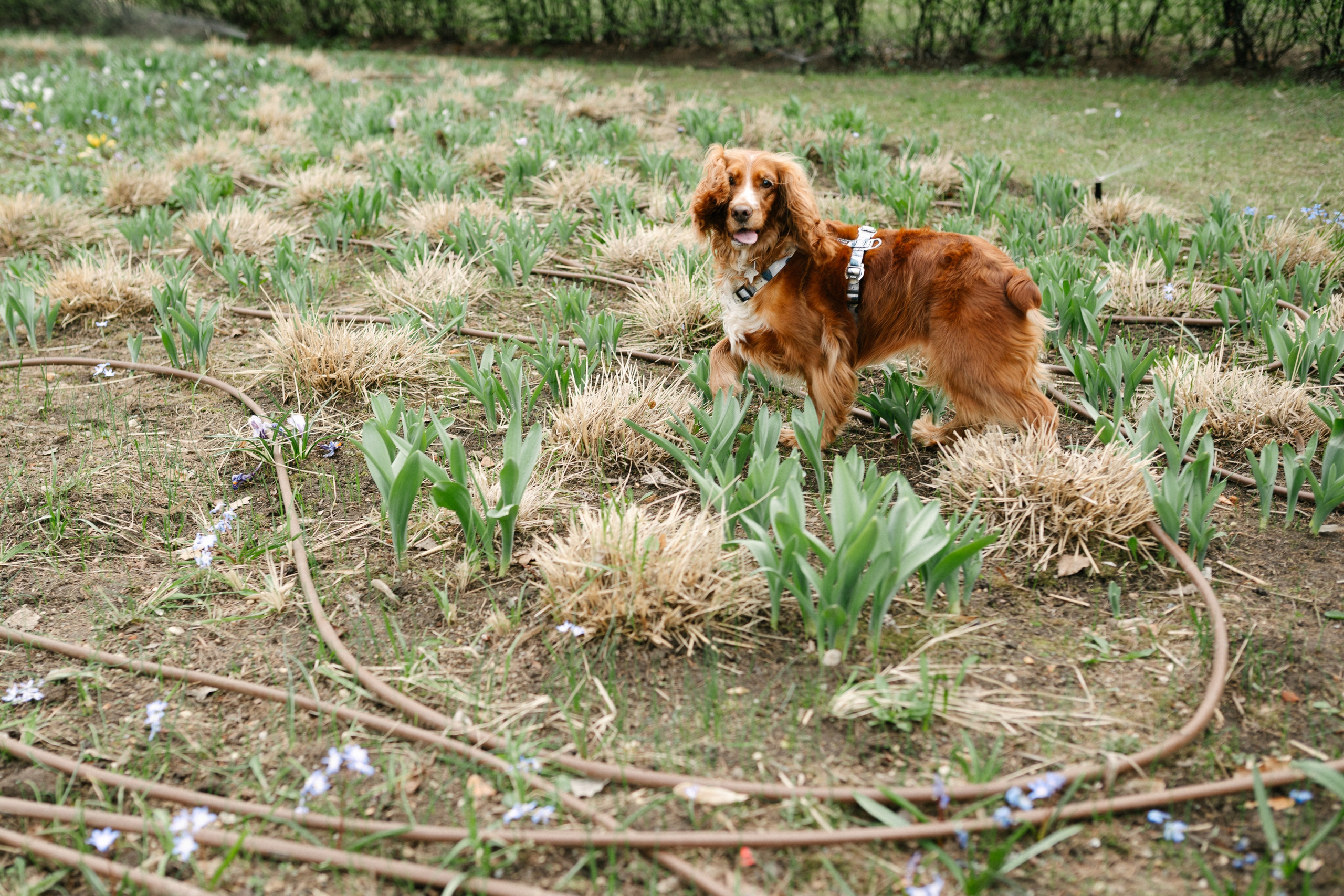 Рыжая команда. Фотограф анималист в Москве Ольга Агушева