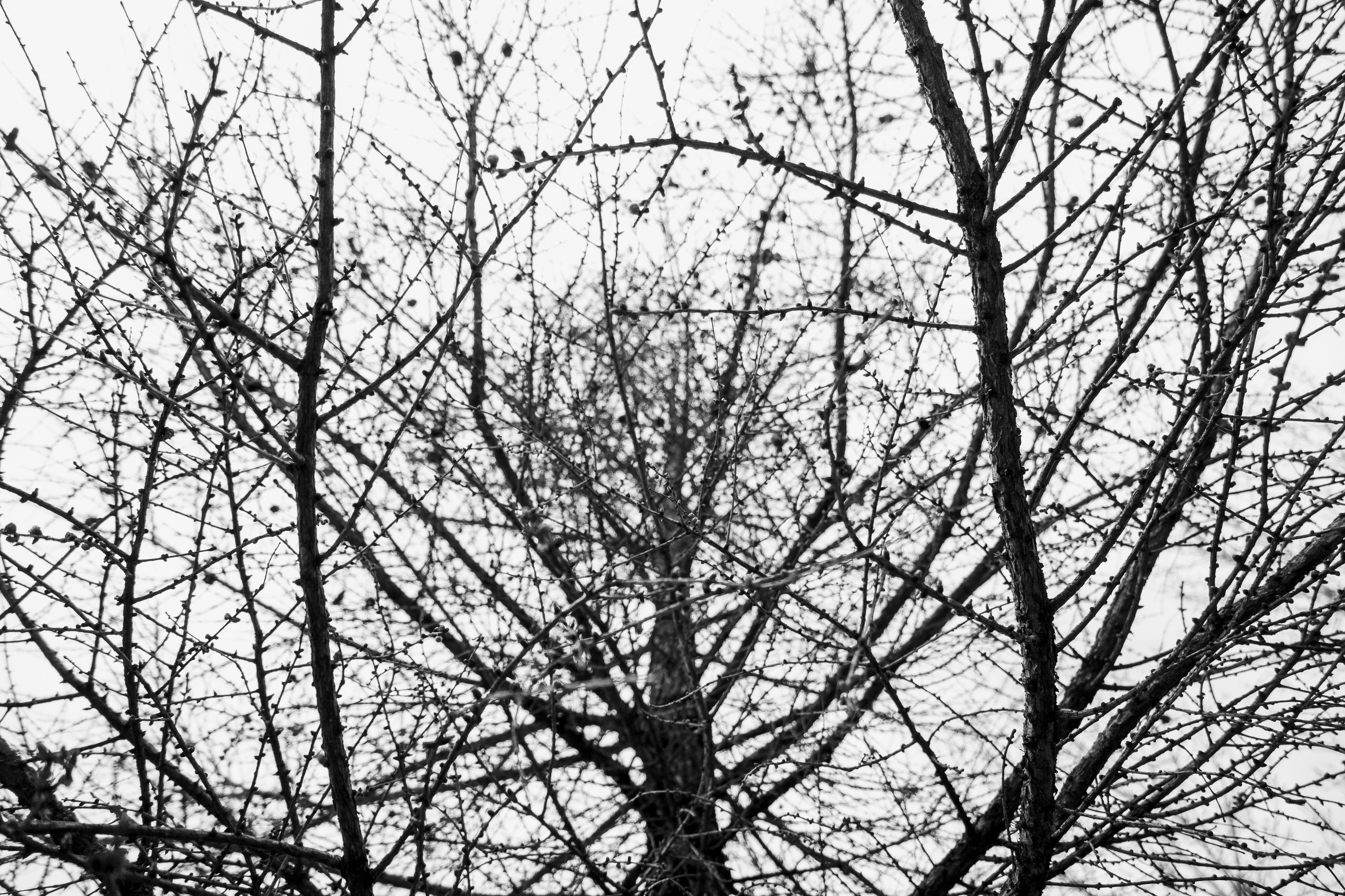 Фотопрогулка апрель 2022. Фотограф Роман Адлер