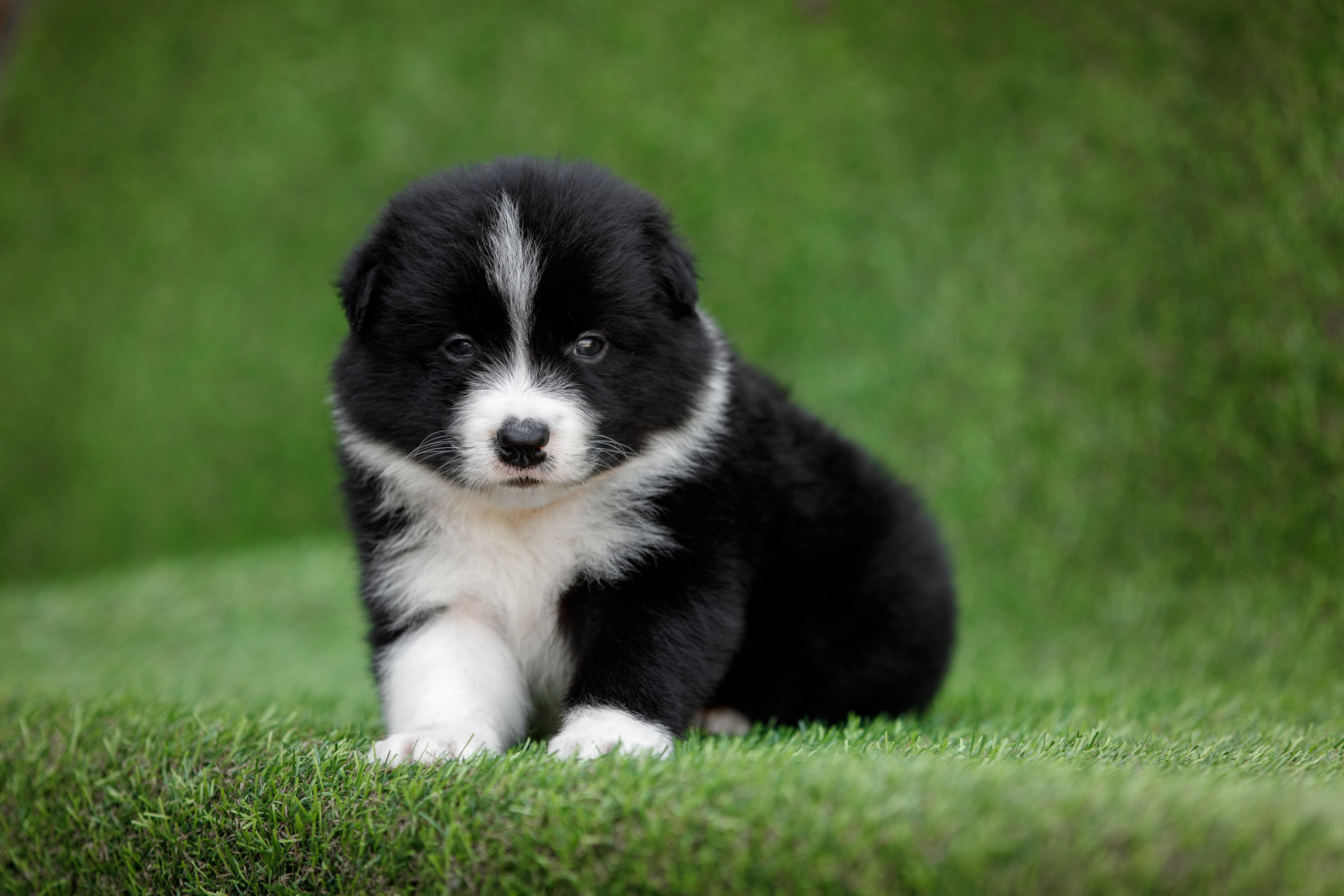 Смешарики. О нас