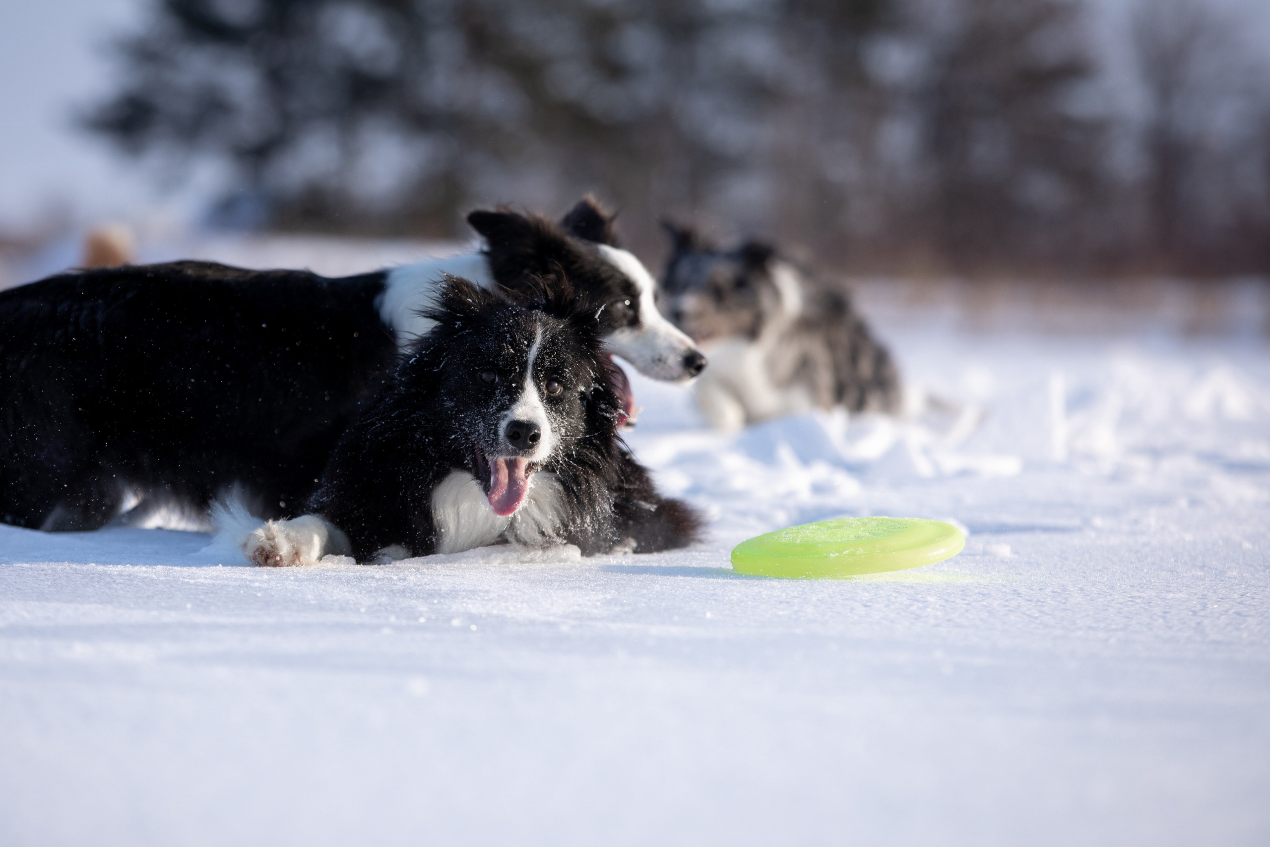 Мороз и солнце. О нас