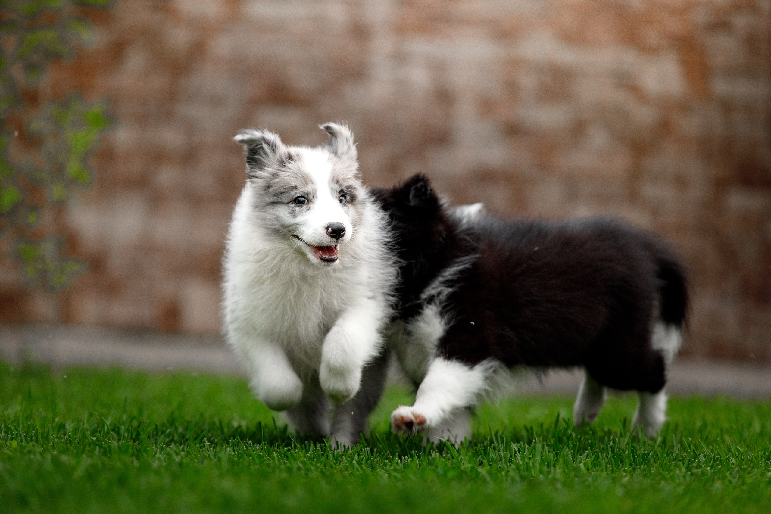 Болтовня в саду. О нас