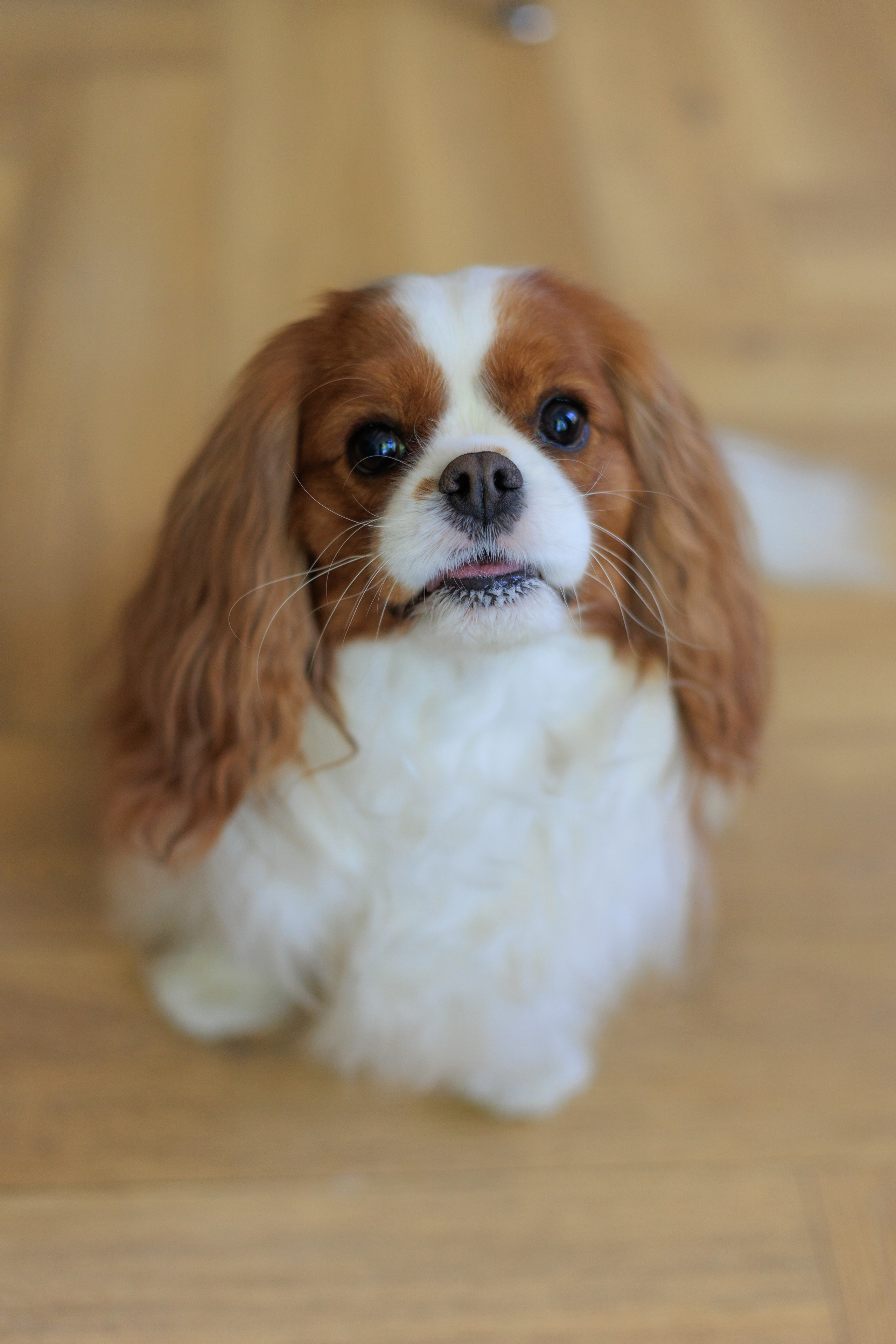 ПОЛИНА. Я фотограф из Москвы к Вашим услугам