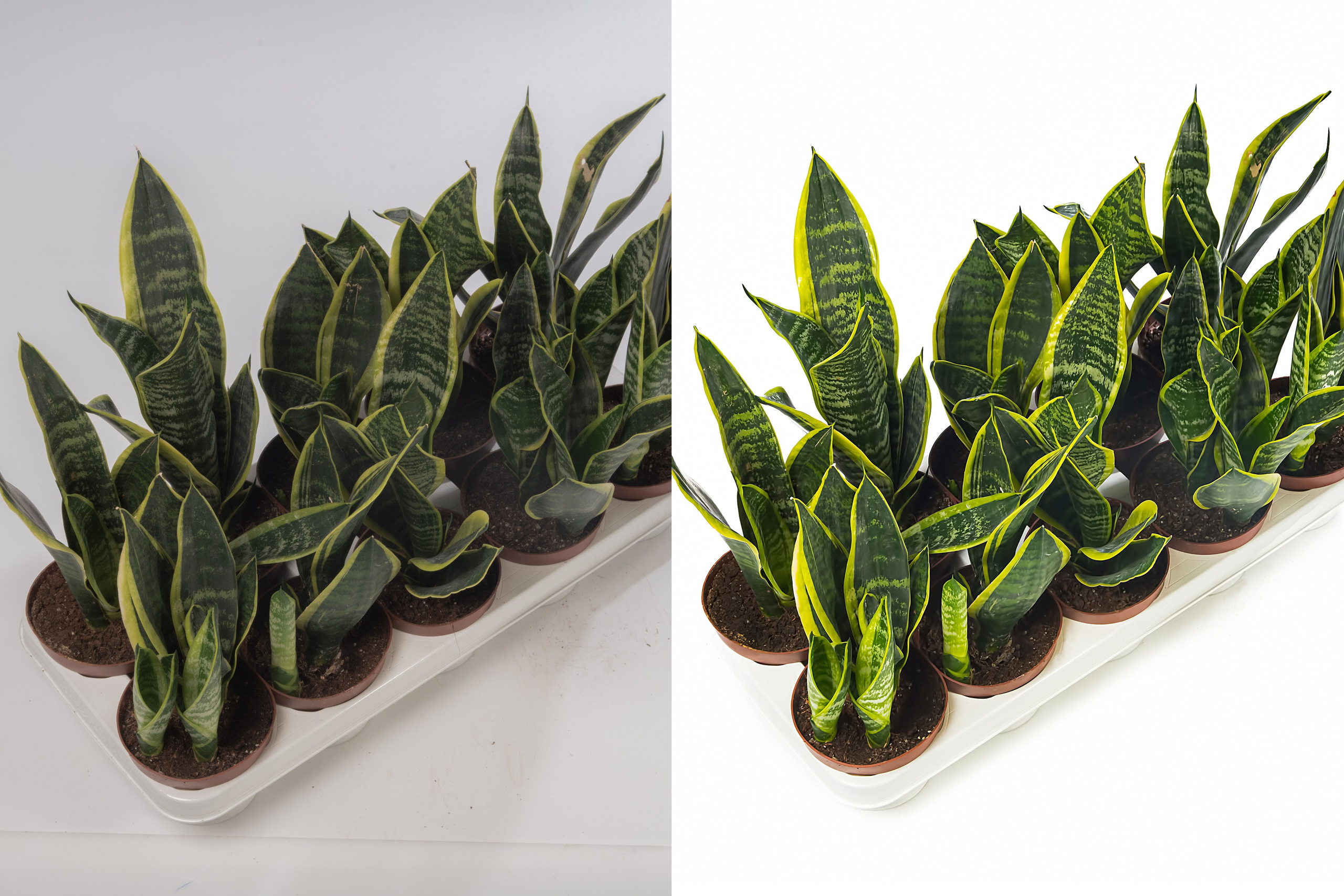 Ретушь растений и овощей | Студия SVITHART