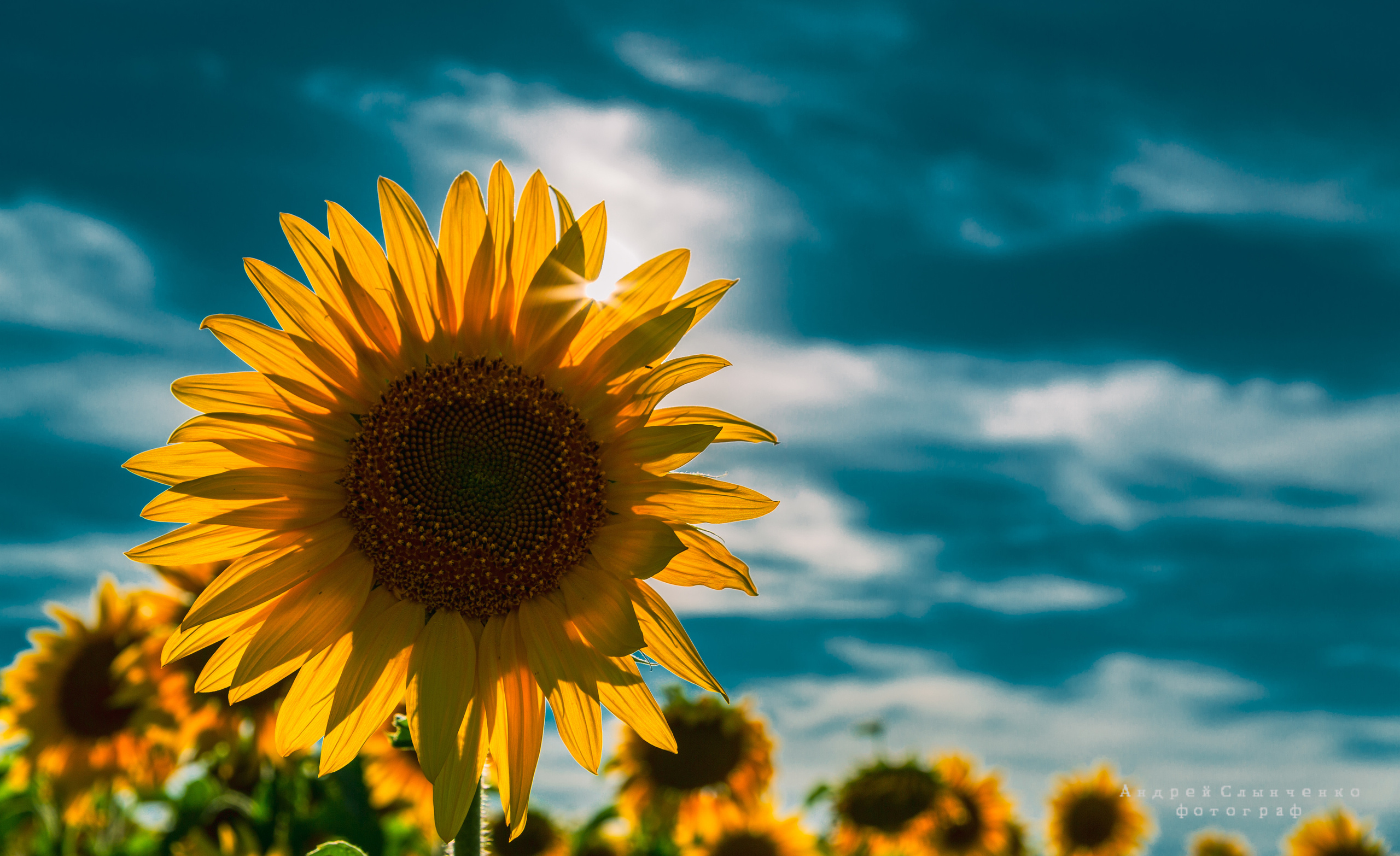 Street фото. Фотограф Андрей Слынченко