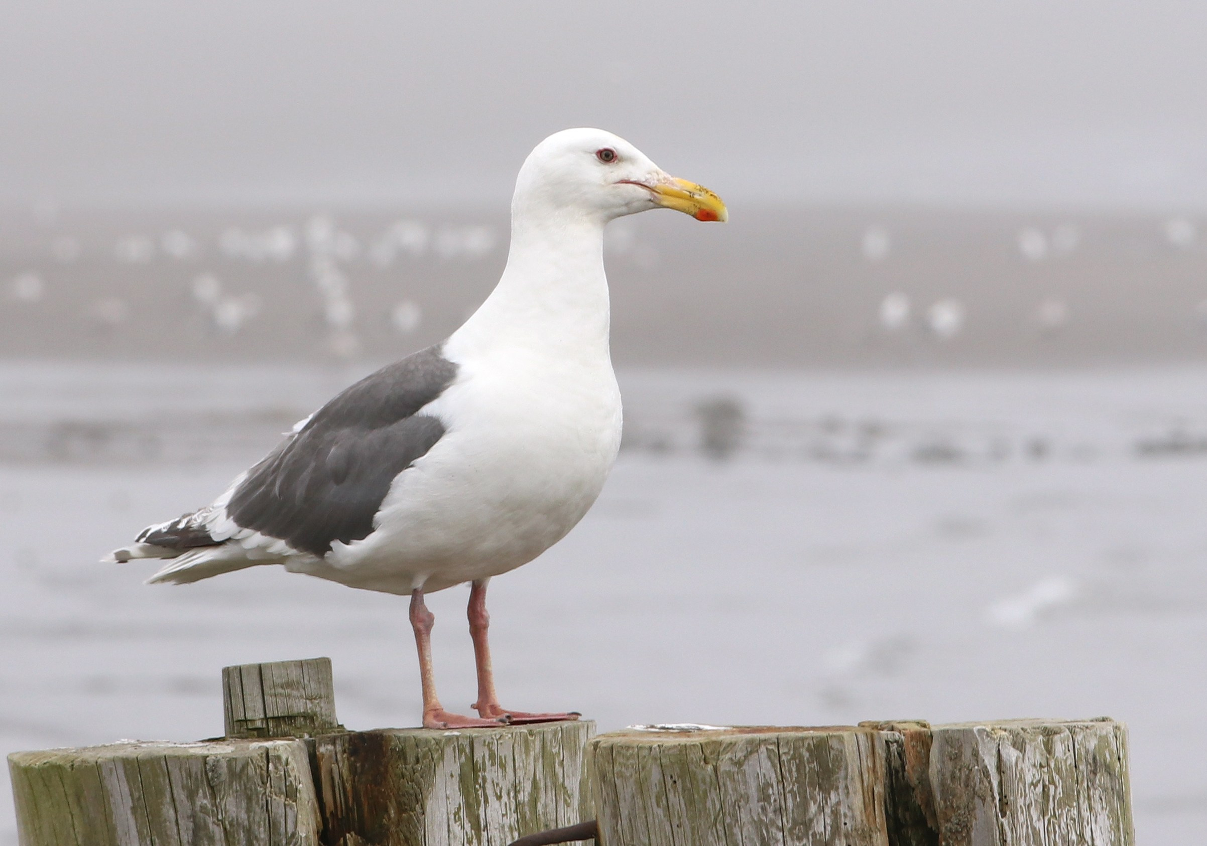 Камчатка и о. Парамушир. Июль 2024. Путешественник-фотограф из Санкт-Петербурга Татьяна Свистулина