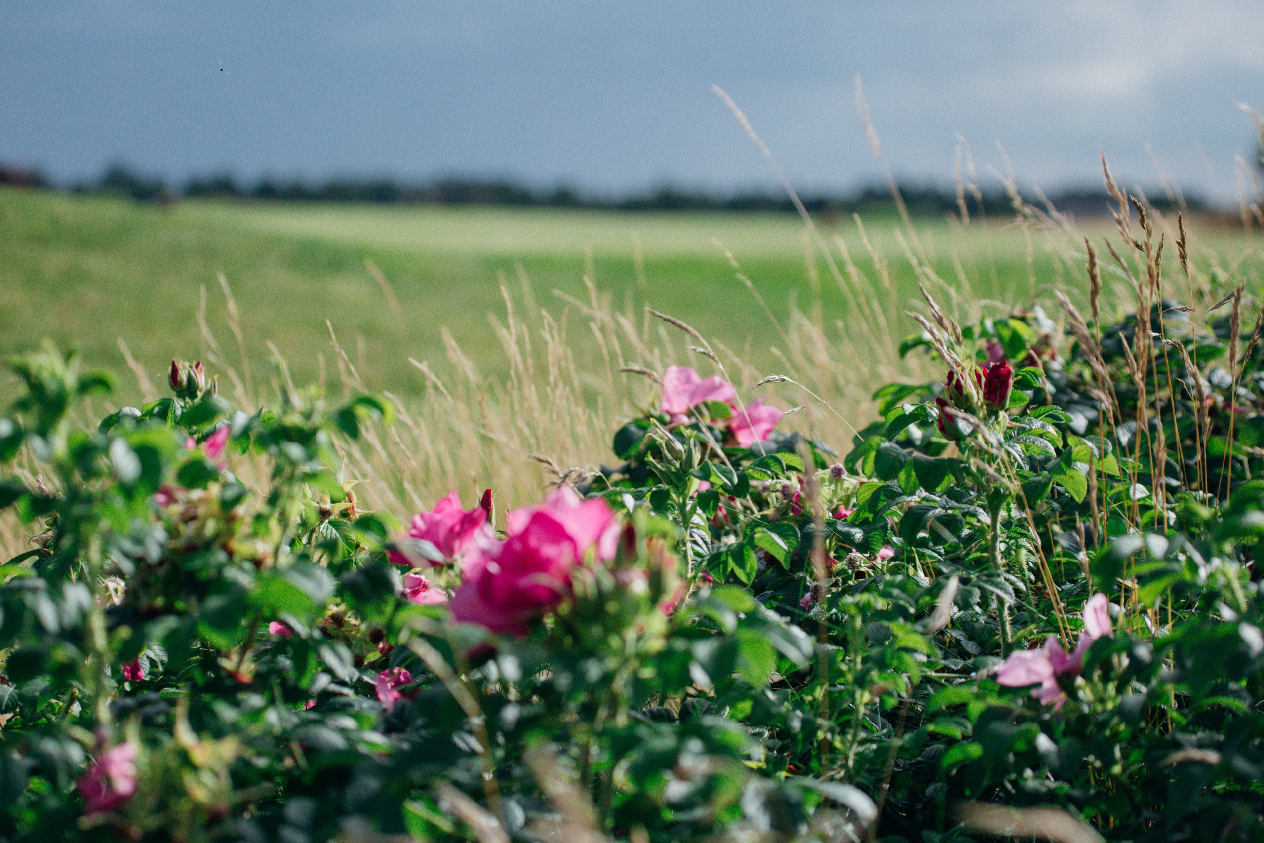 GOLF. Photo/Video Production