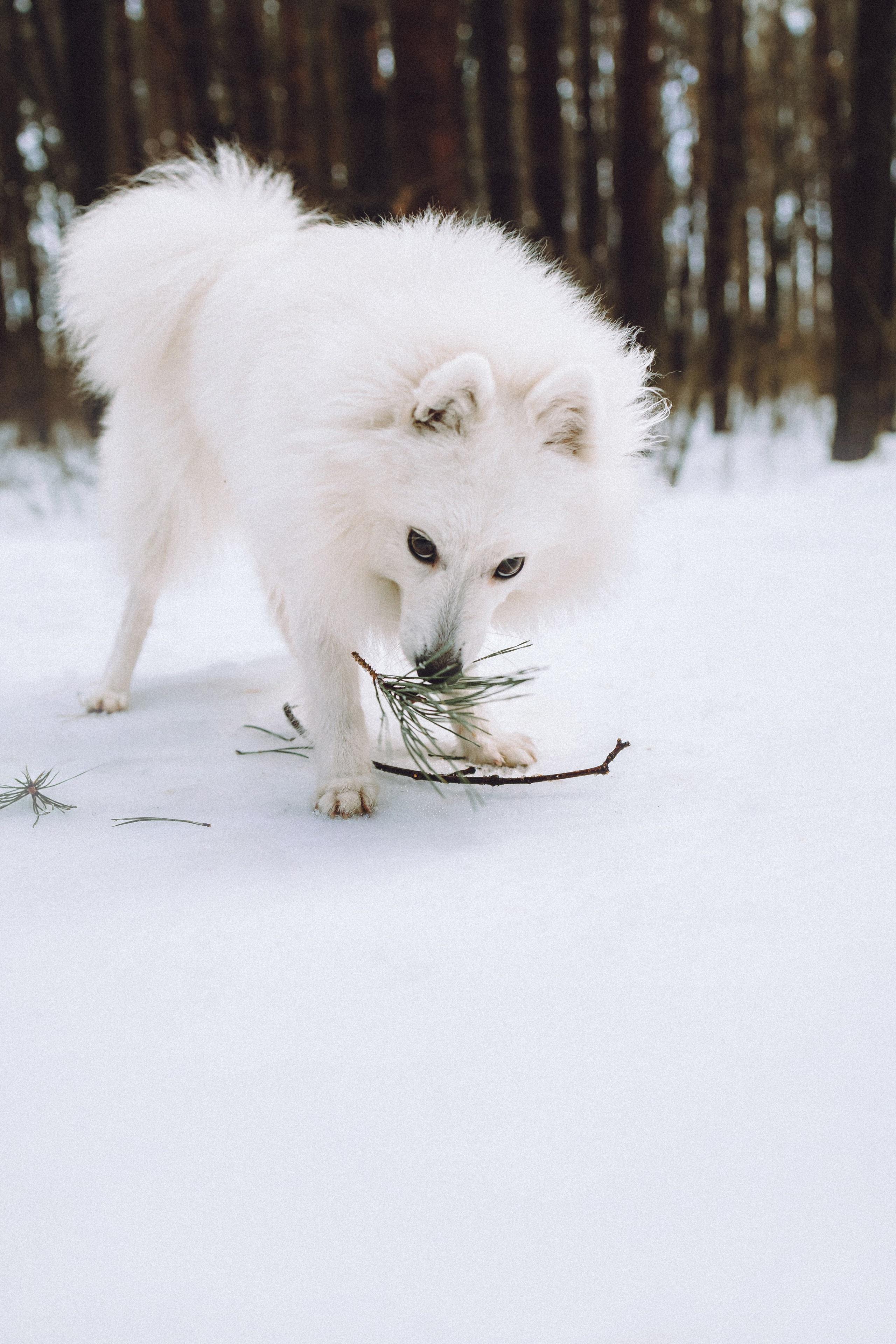 Шани и ее семья