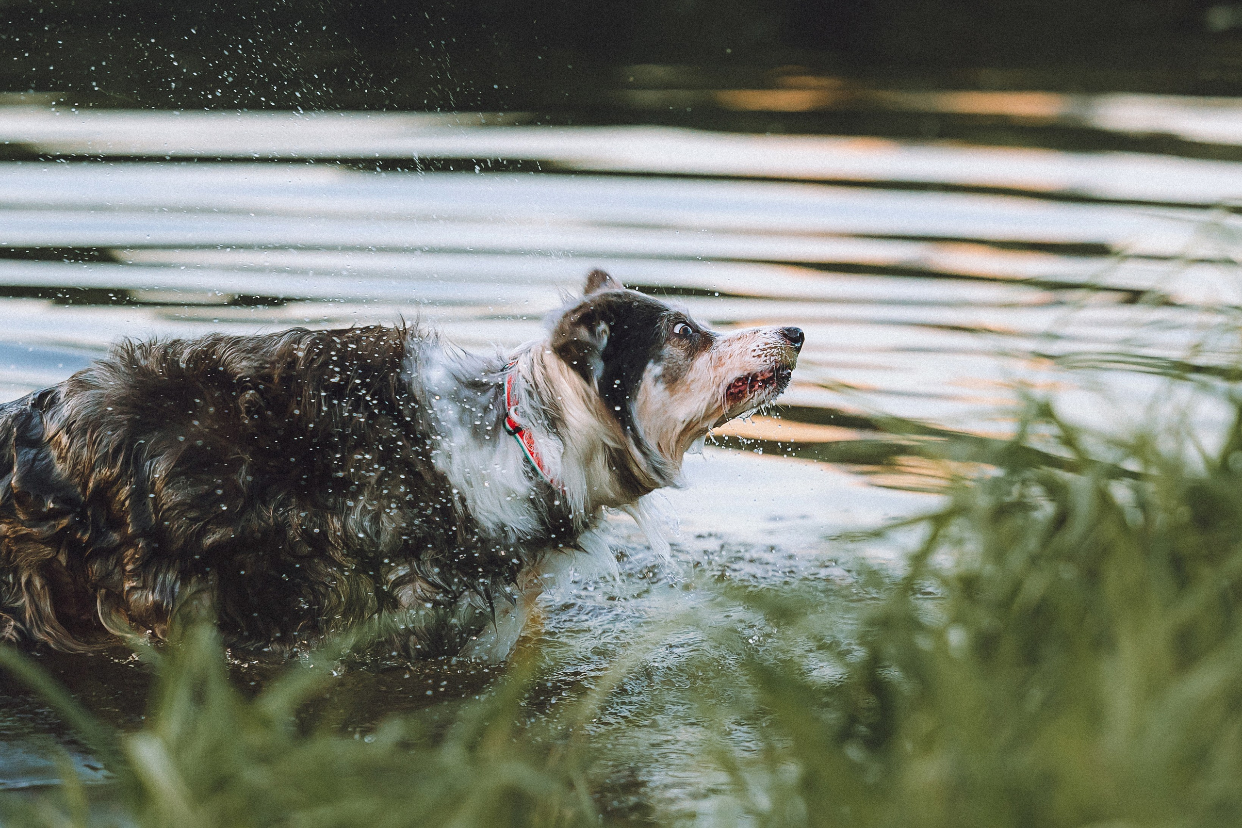 Полина, Милли и Пад