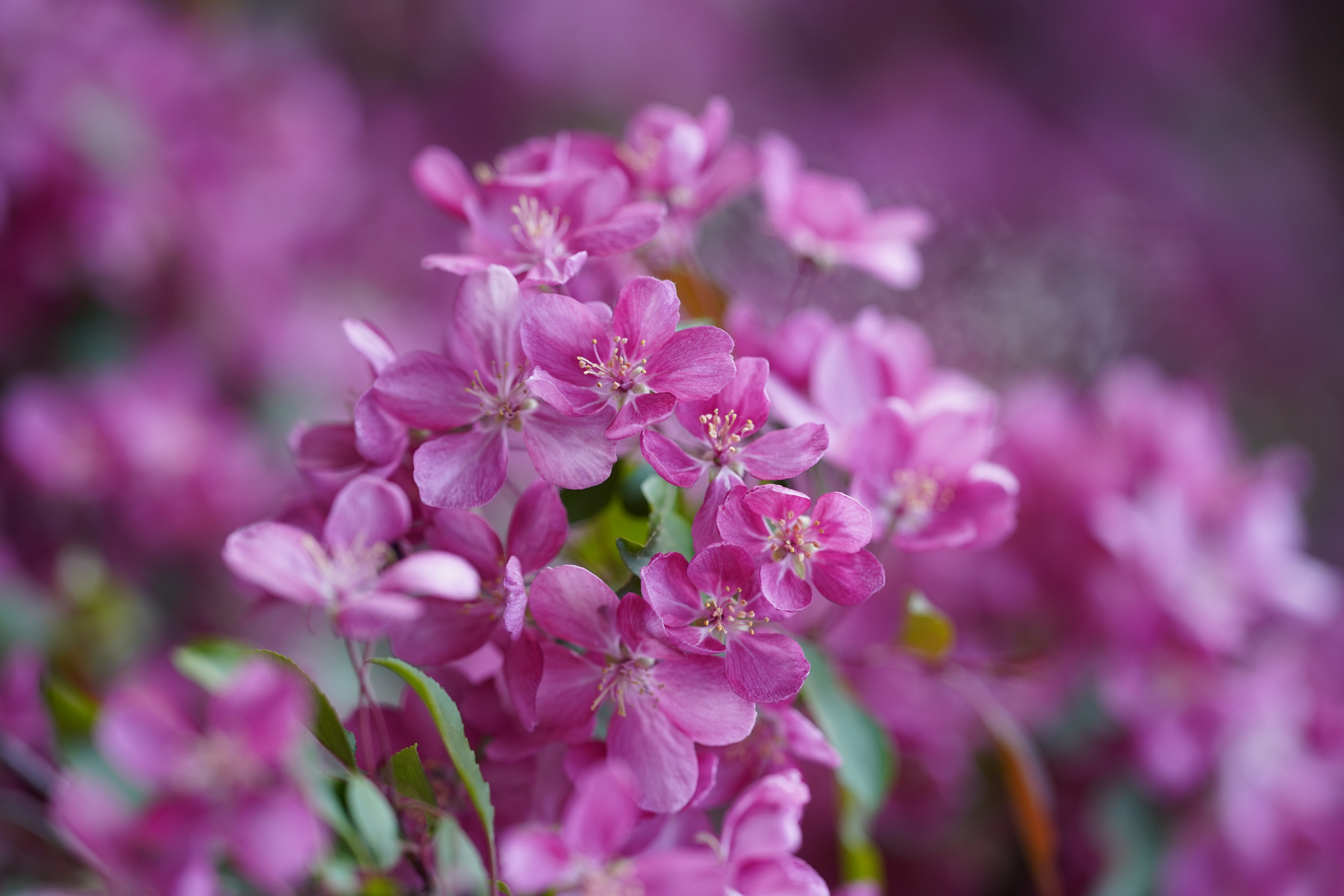 Весна. Фотограф в Москве Мария ~Zagagul~