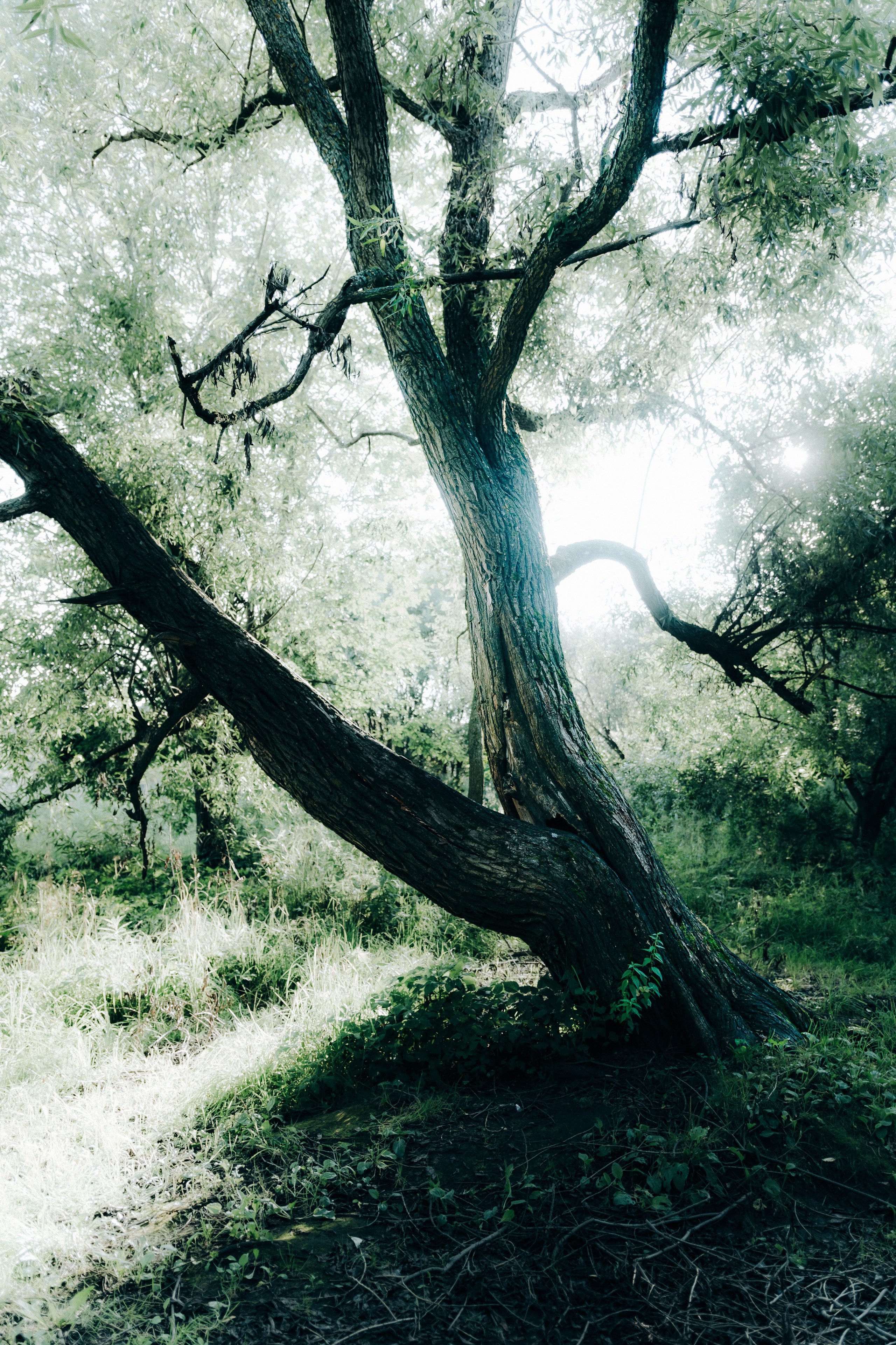 Мерч для The Denied