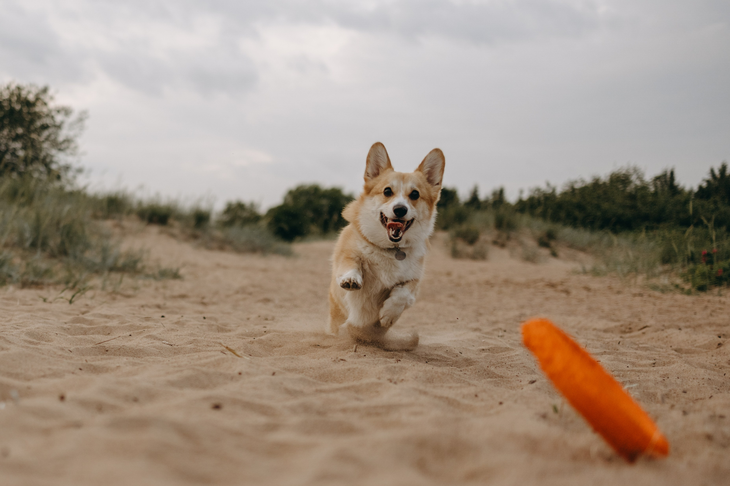 Лотти и ее семья. Фотограф — Анималист | Санкт-Петербург