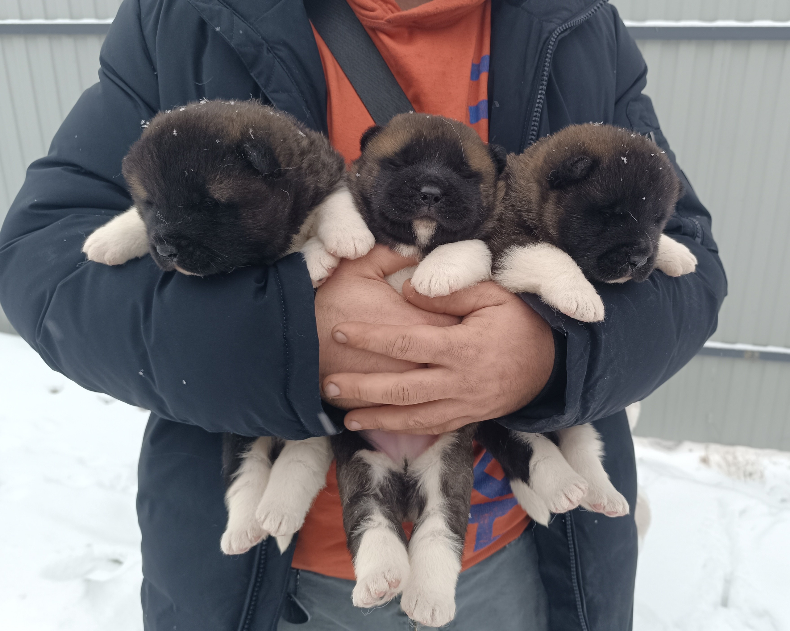 Американская акита  щенки питомник Санкт-Петербург клубные щенки Американская акита питомник RUBYLIGHT Рубилайт купить щенка американской акиты