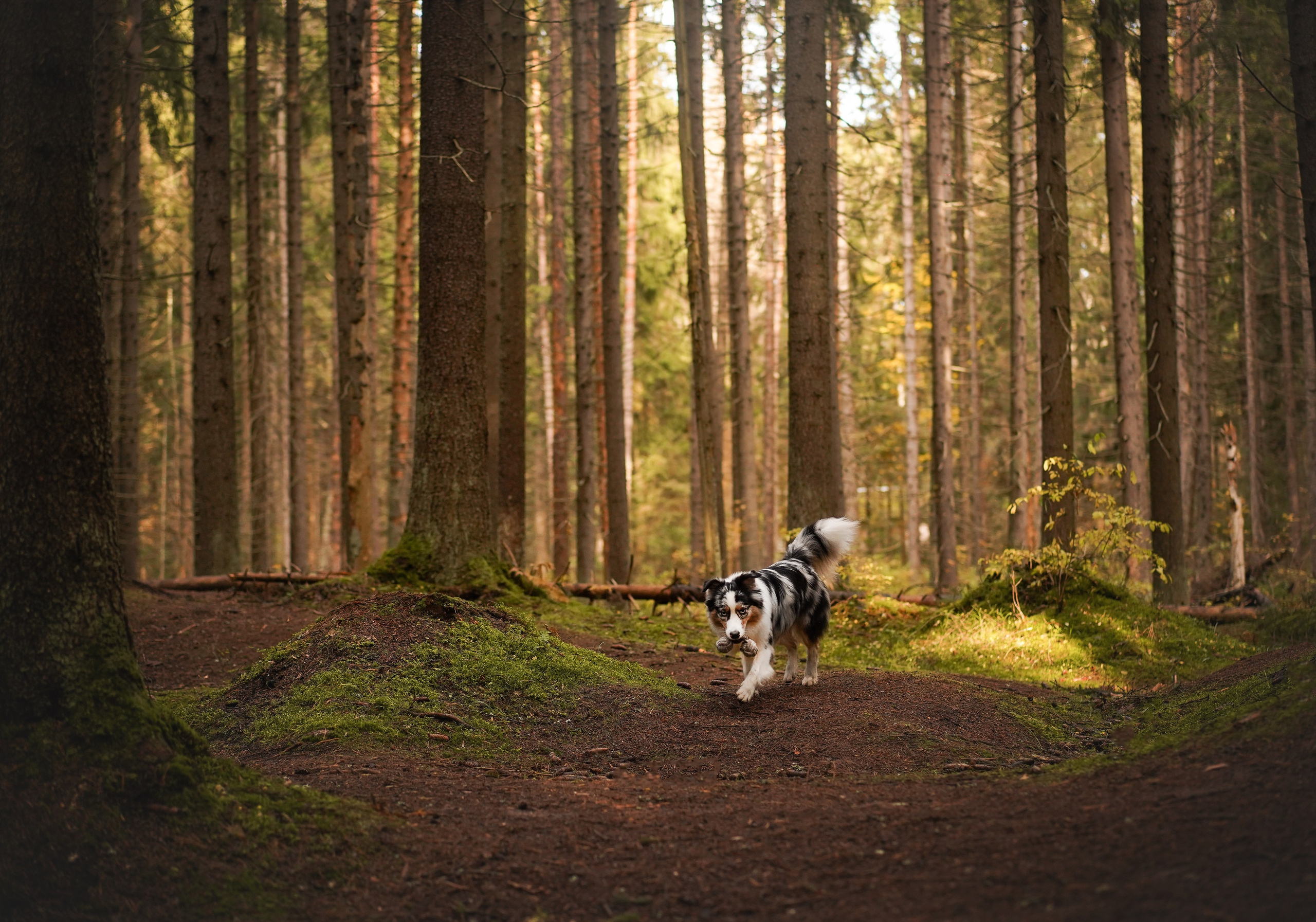 Соня Гавриил и Юкки. Фотограф-анималист в Санкт-Петербурге Яна Мартынова
