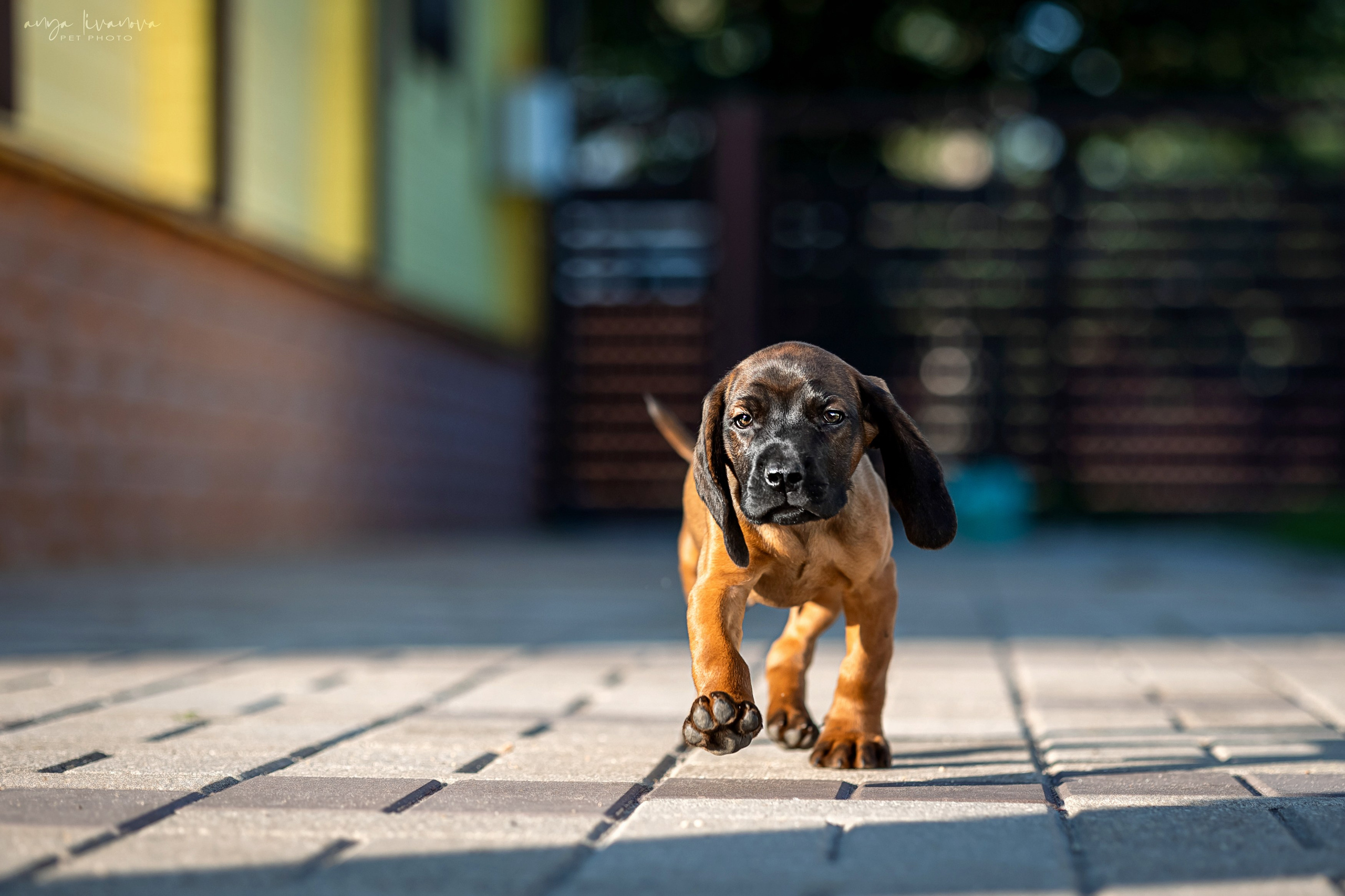 Баварцы. Фотограф анималист Аня Ливанова | Рыбинск