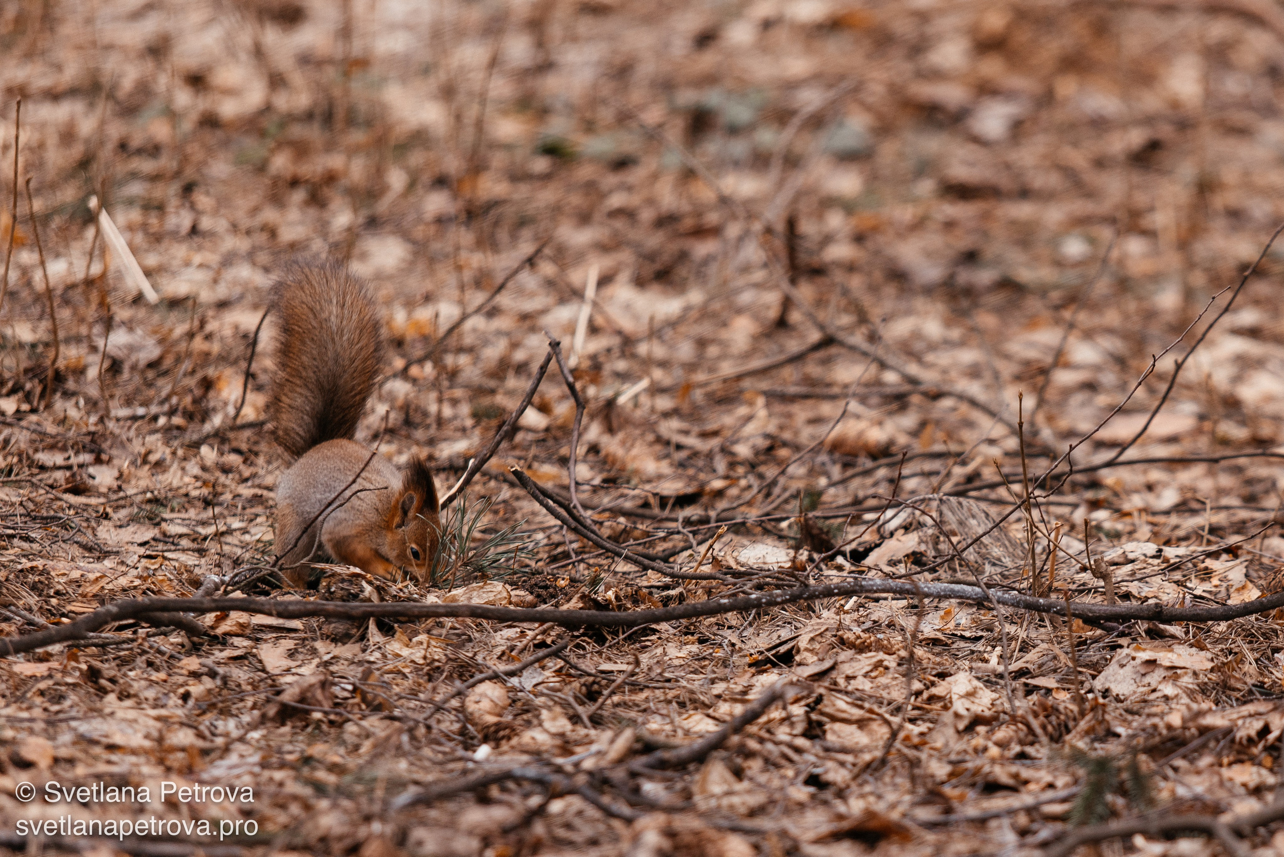 Белочки. Весна 2026. Фотограф Светлана Петрова