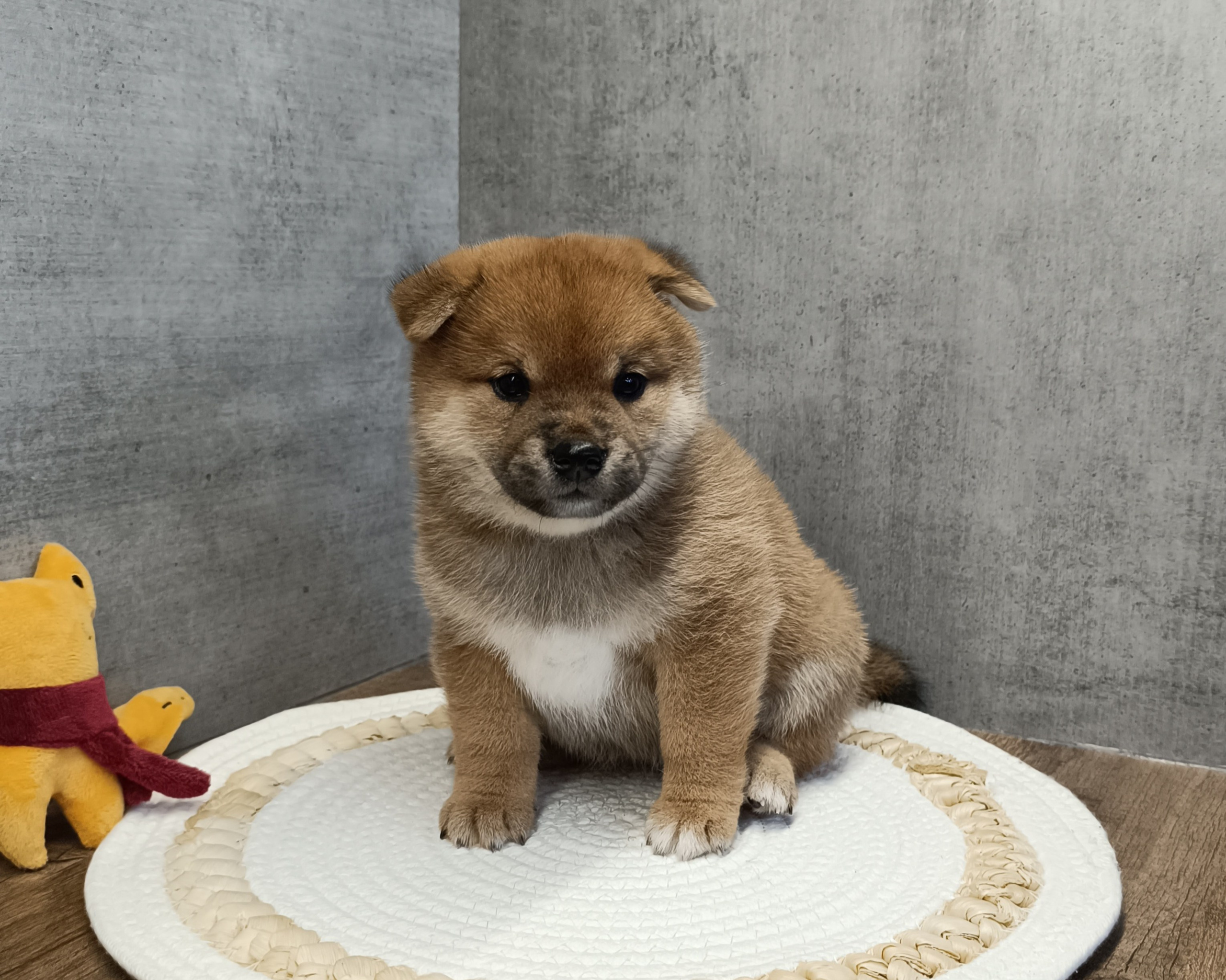 Rubylight Hattie. AMERICAN AKITA RUBYLIGHT KENNEL I SHIBA-INU