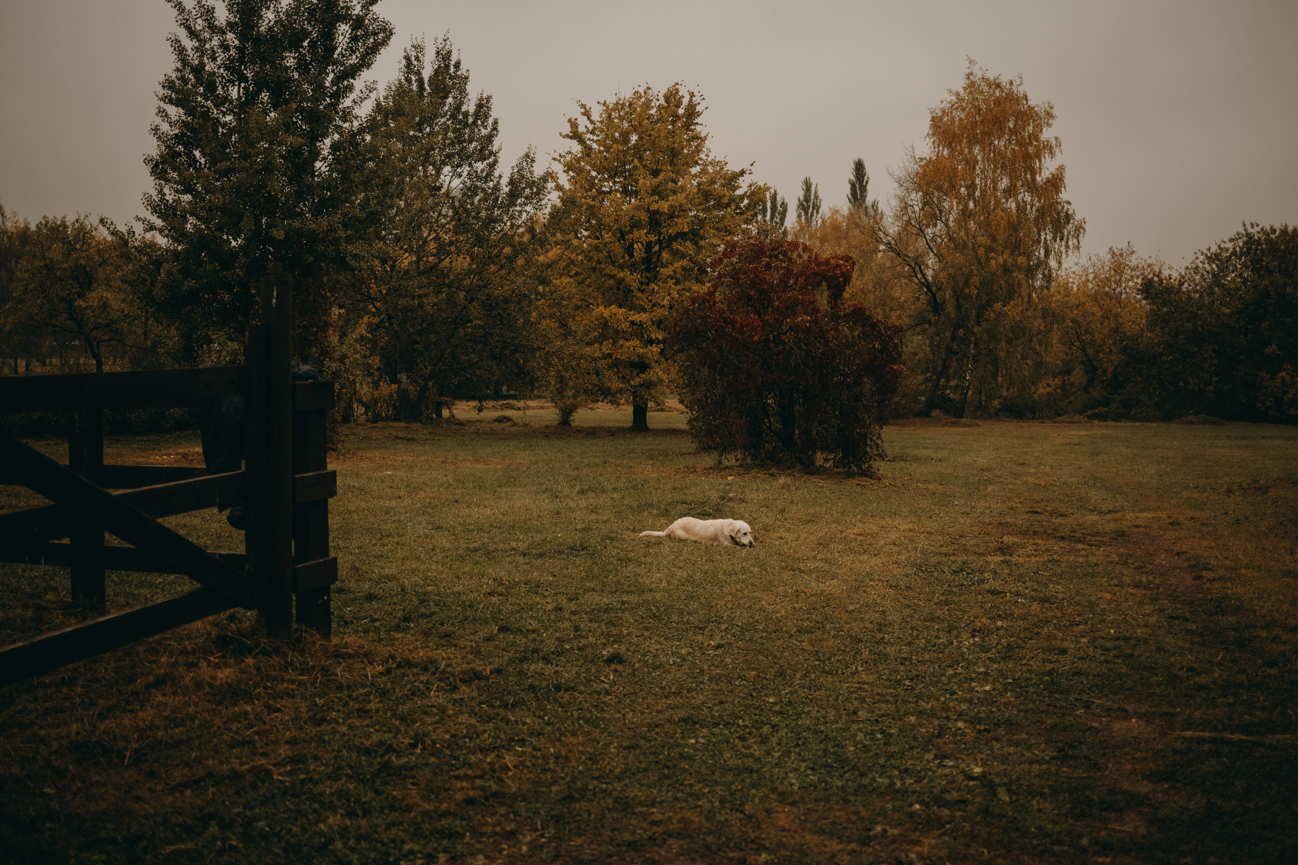 Женя и ее девочки. Фотограф — Анималист | Санкт-Петербург