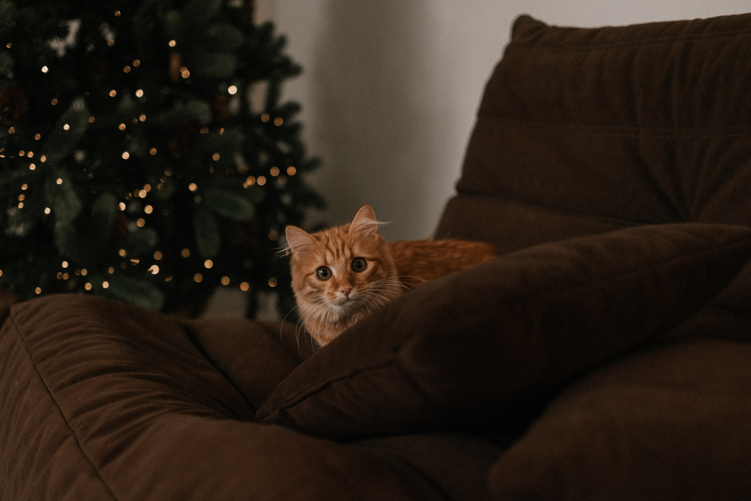 Камилла и ее девочки. Фотограф — Анималист | Санкт-Петербург