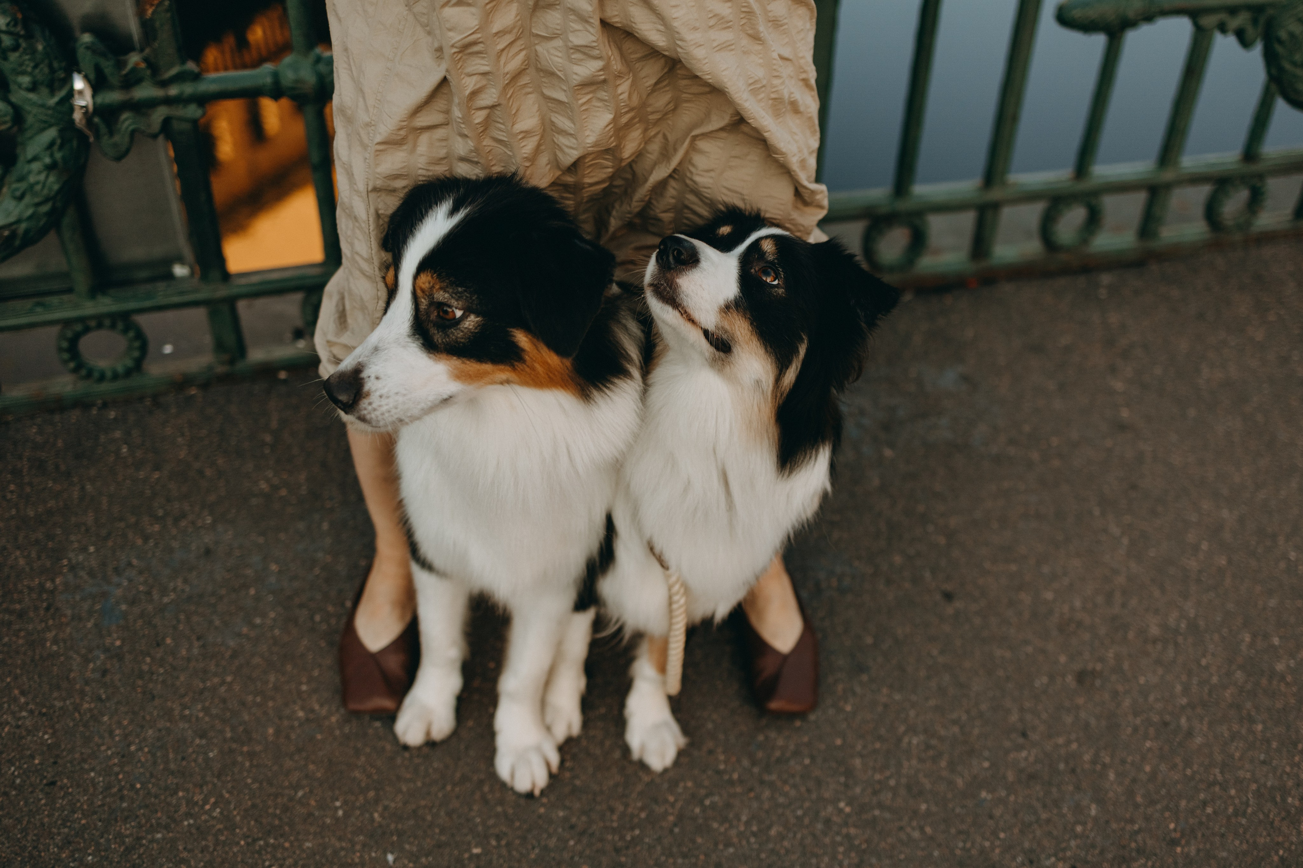 Катя и ее девочки. Фотограф — Анималист | Санкт-Петербург