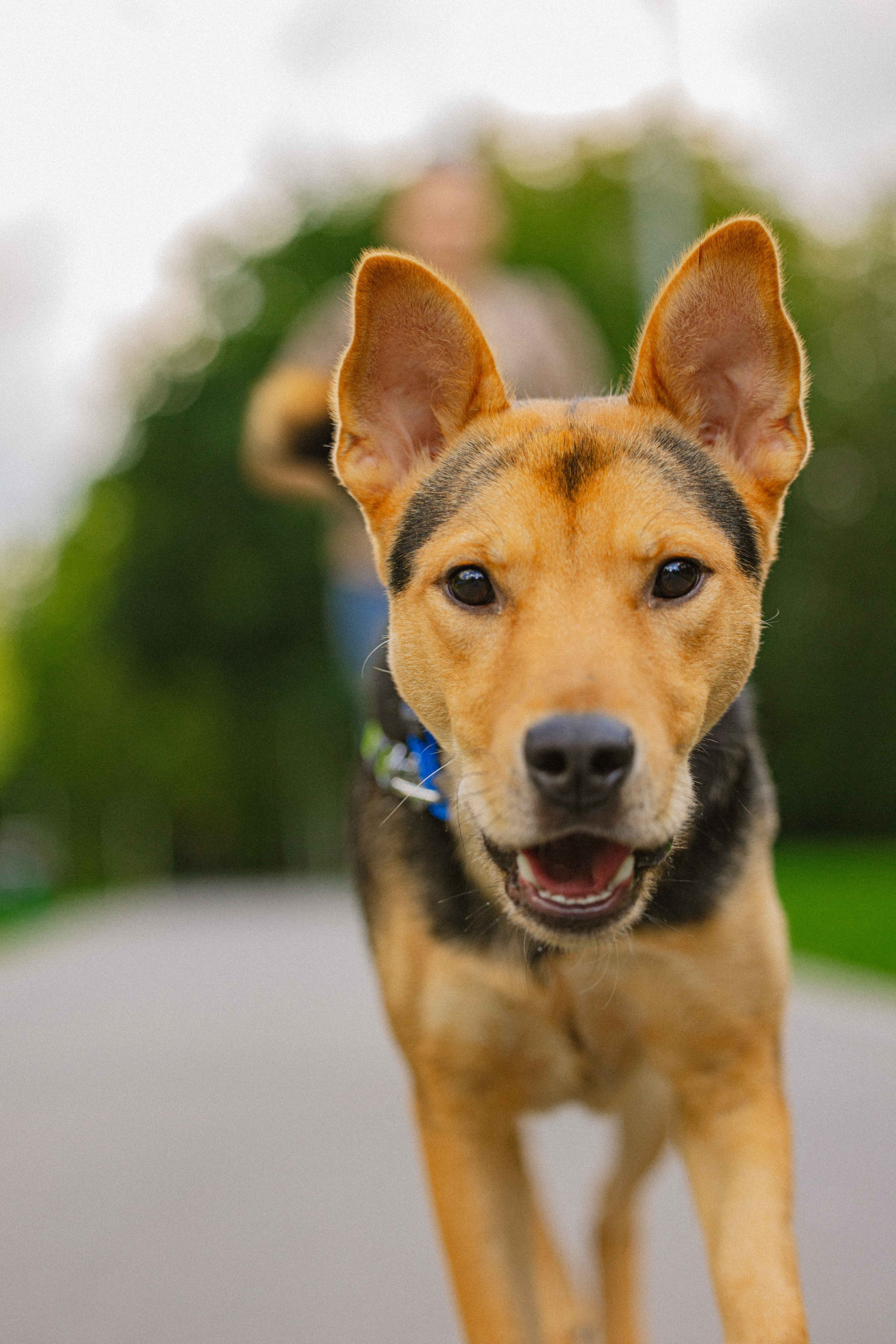 Джеки. Фотограф-анималист в Москве Лера Черноног