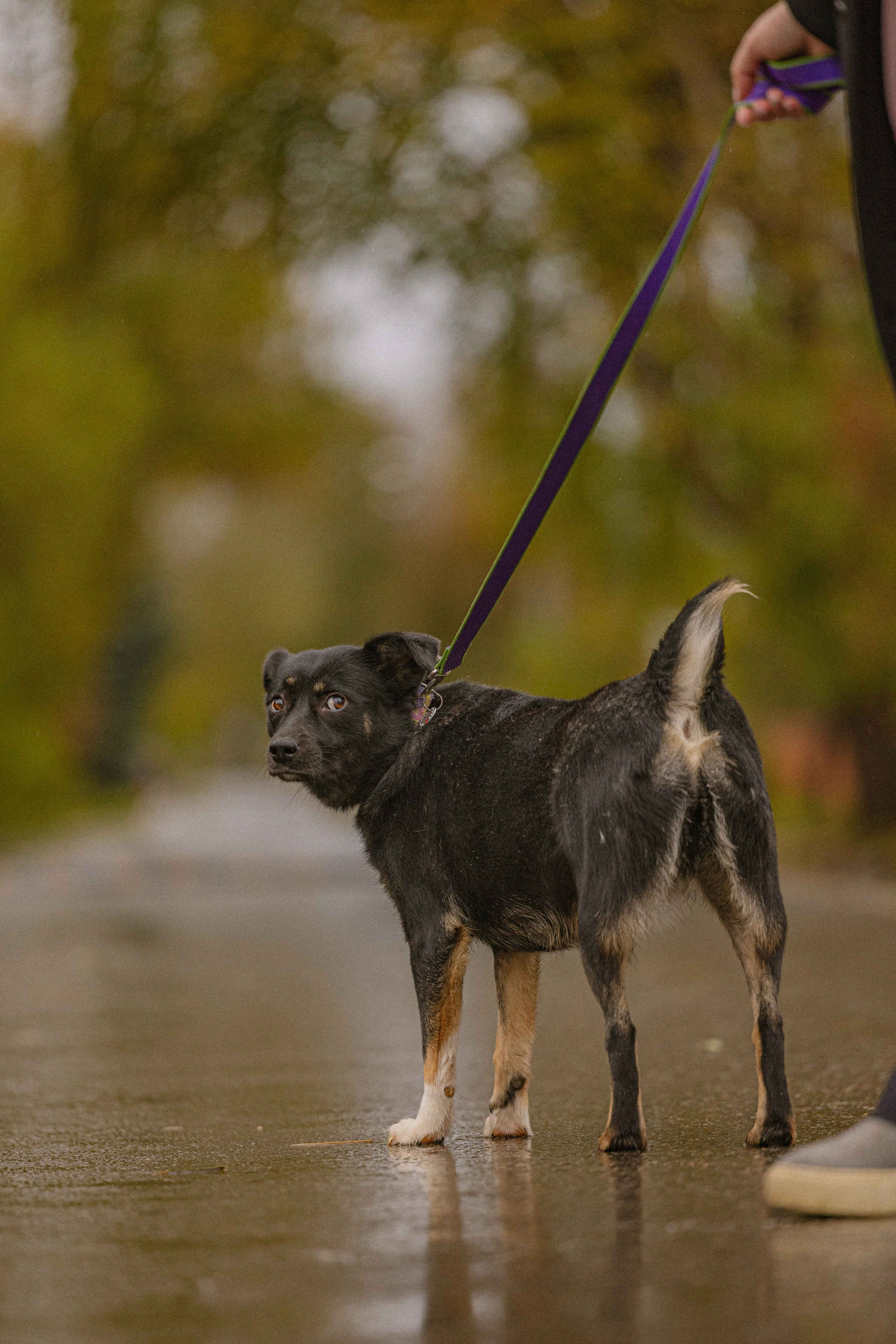 Передержка. Фотограф-анималист в Москве Лера Черноног