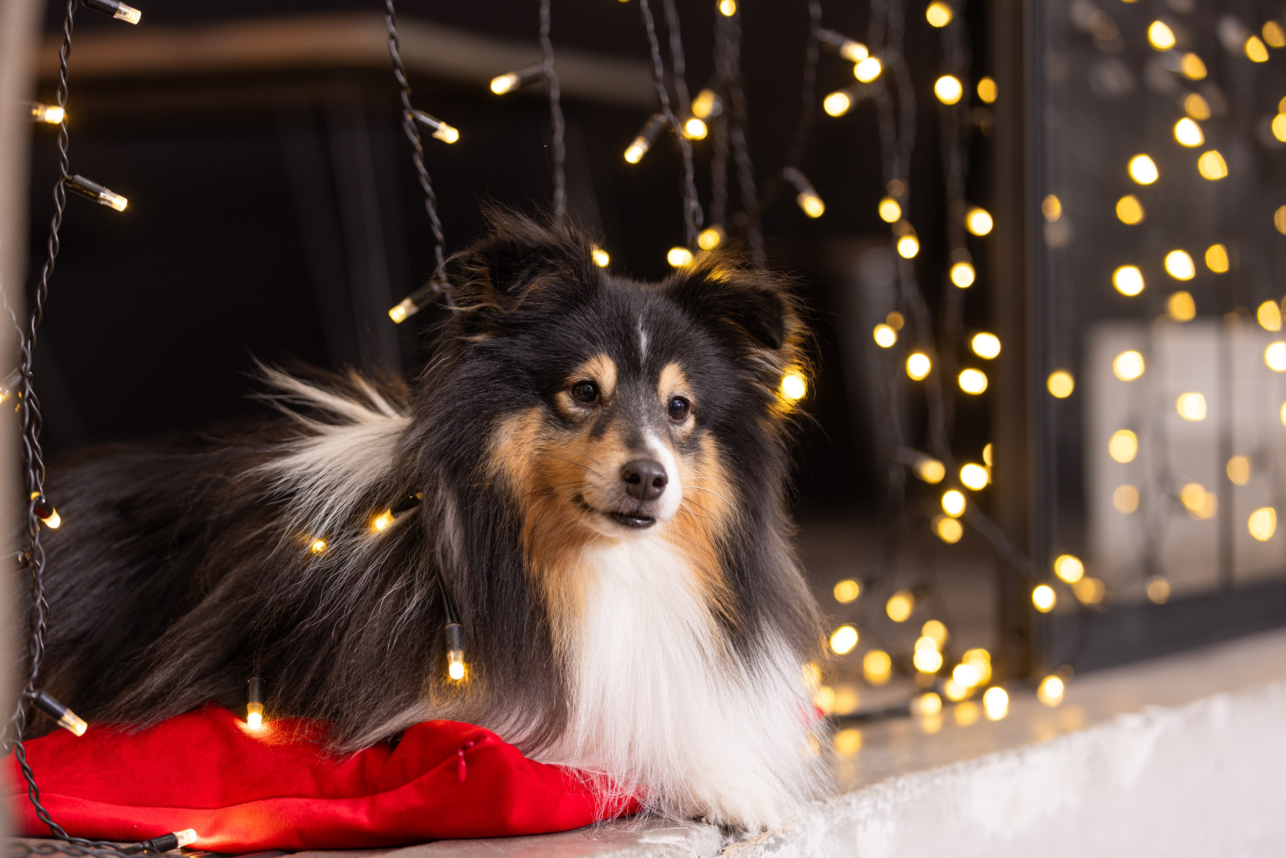 Собаки и не только. Фотограф Алена Звездина