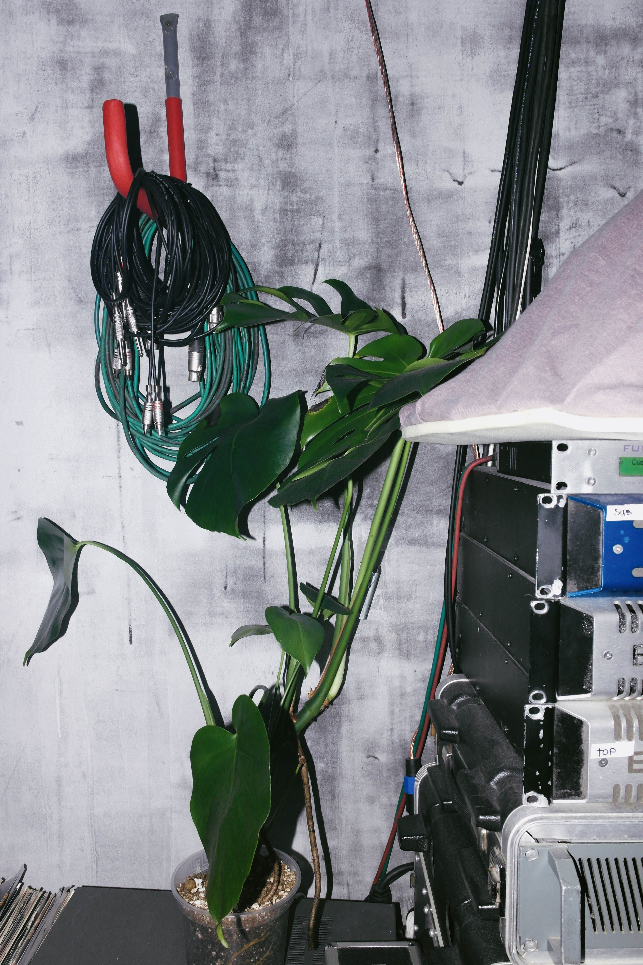 Kontrkult x kiki. Shyjungle's Portfolio