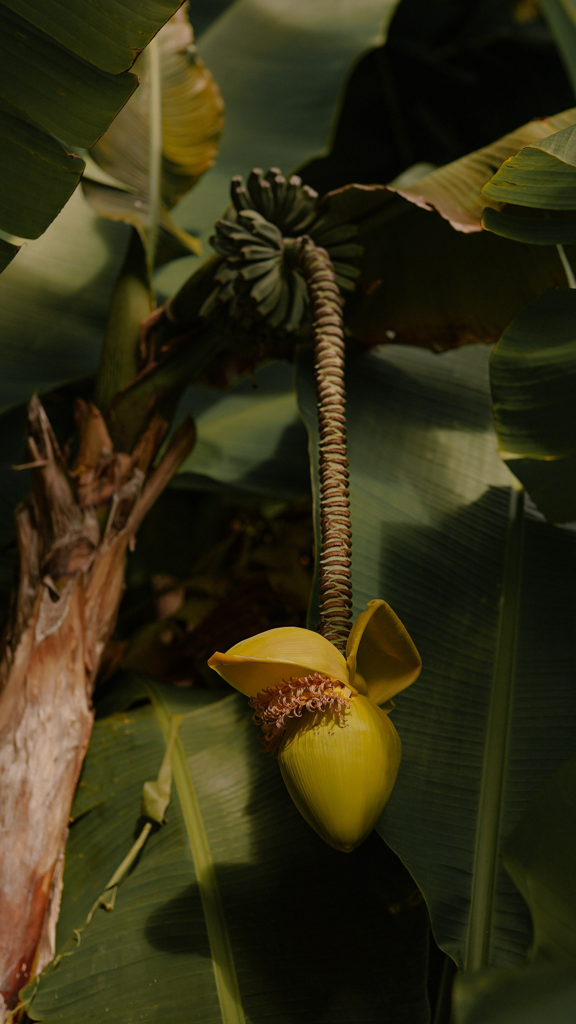 Дендрологический парк «Южные культуры». Милана Довгаль - семейный фотограф и видеограф  в Адлере и Сочи