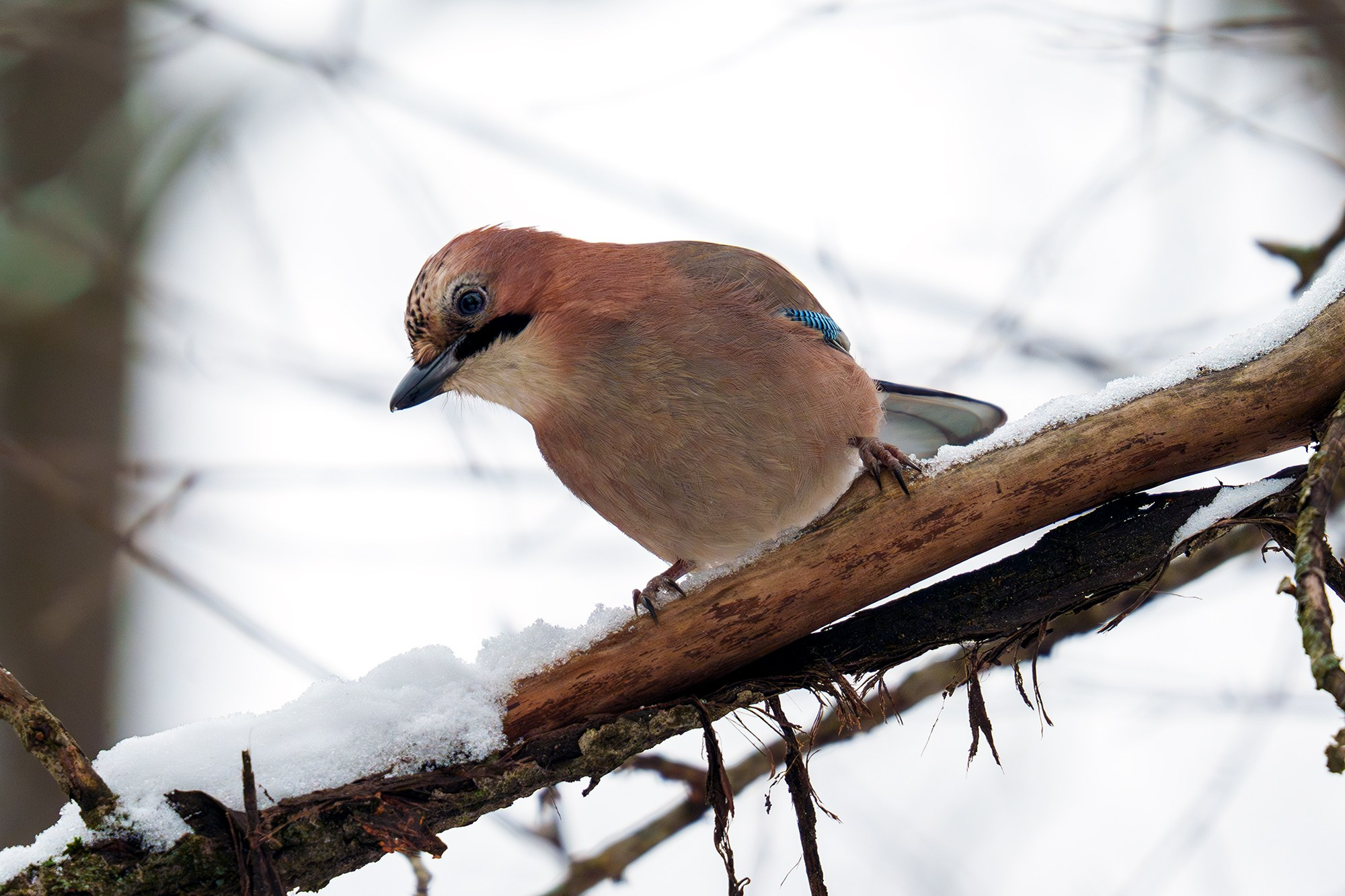 Удивительные мир птиц. Вокруг нас столько прекрасного — присмотритесь!. Ваш личный фотограф Марина Волкова