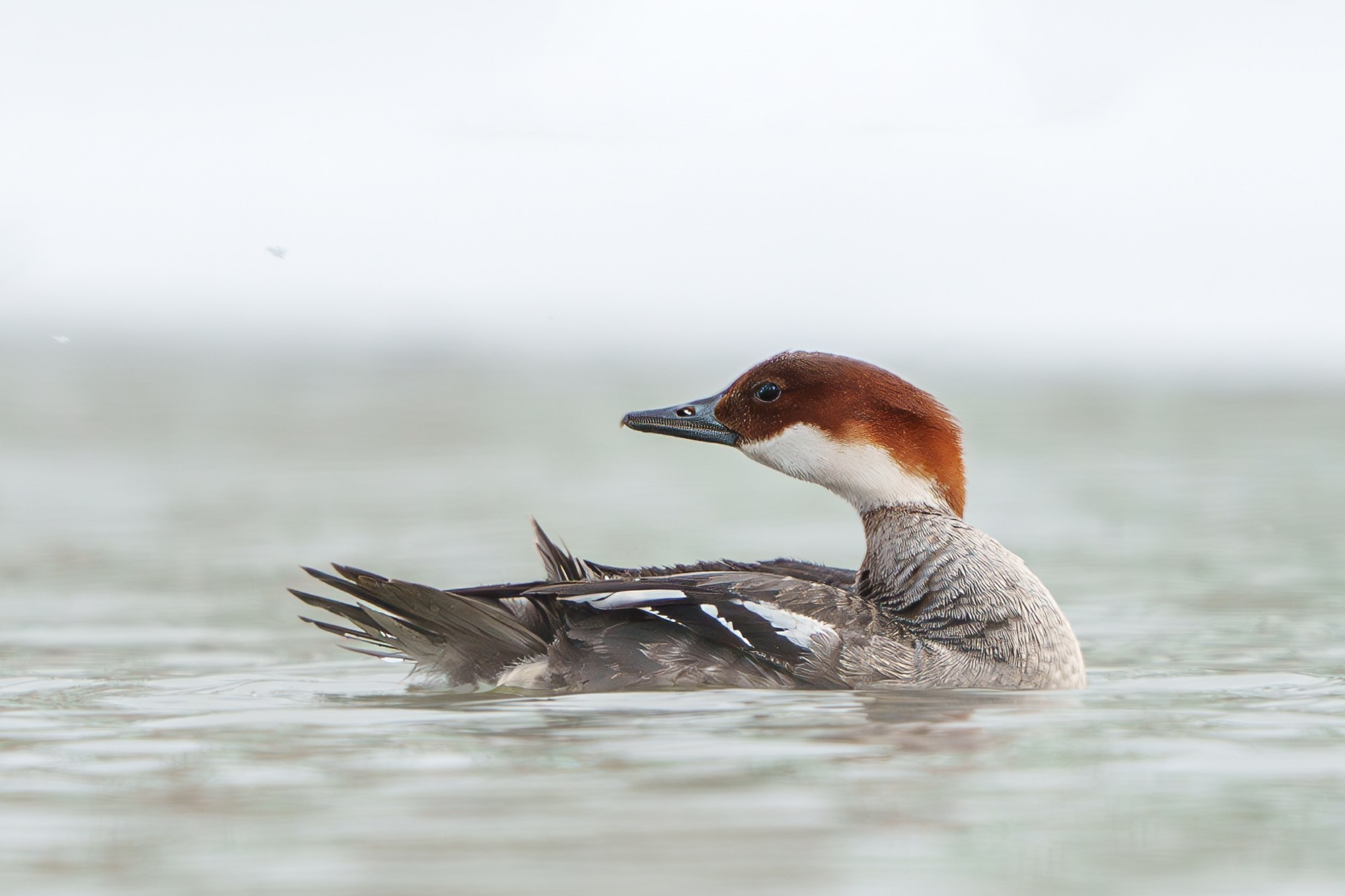 Удивительные мир птиц. Вокруг нас столько прекрасного — присмотритесь!. Ваш личный фотограф Марина Волкова