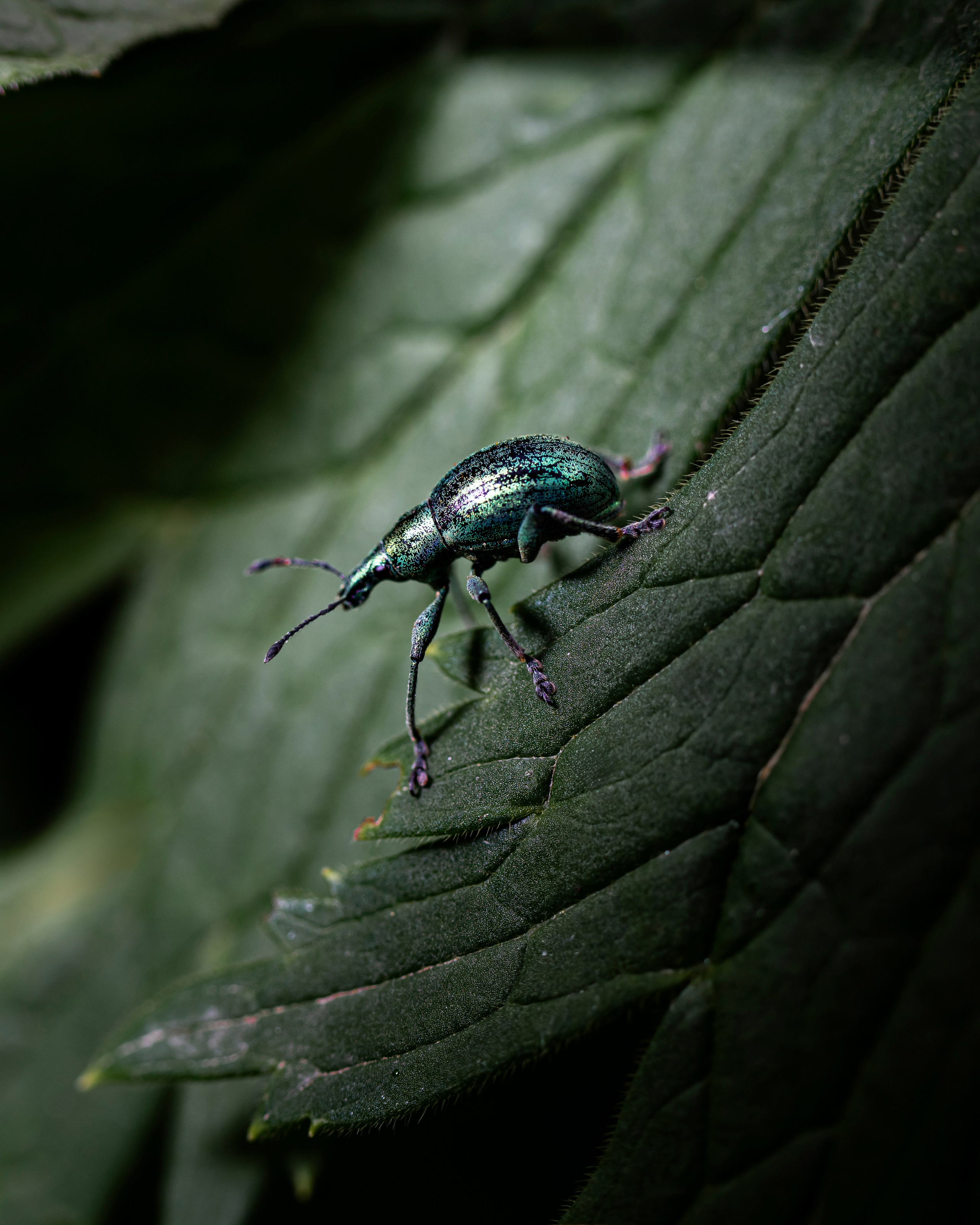 МАКРО. Фотограф в Алматы Артемий Матюнин