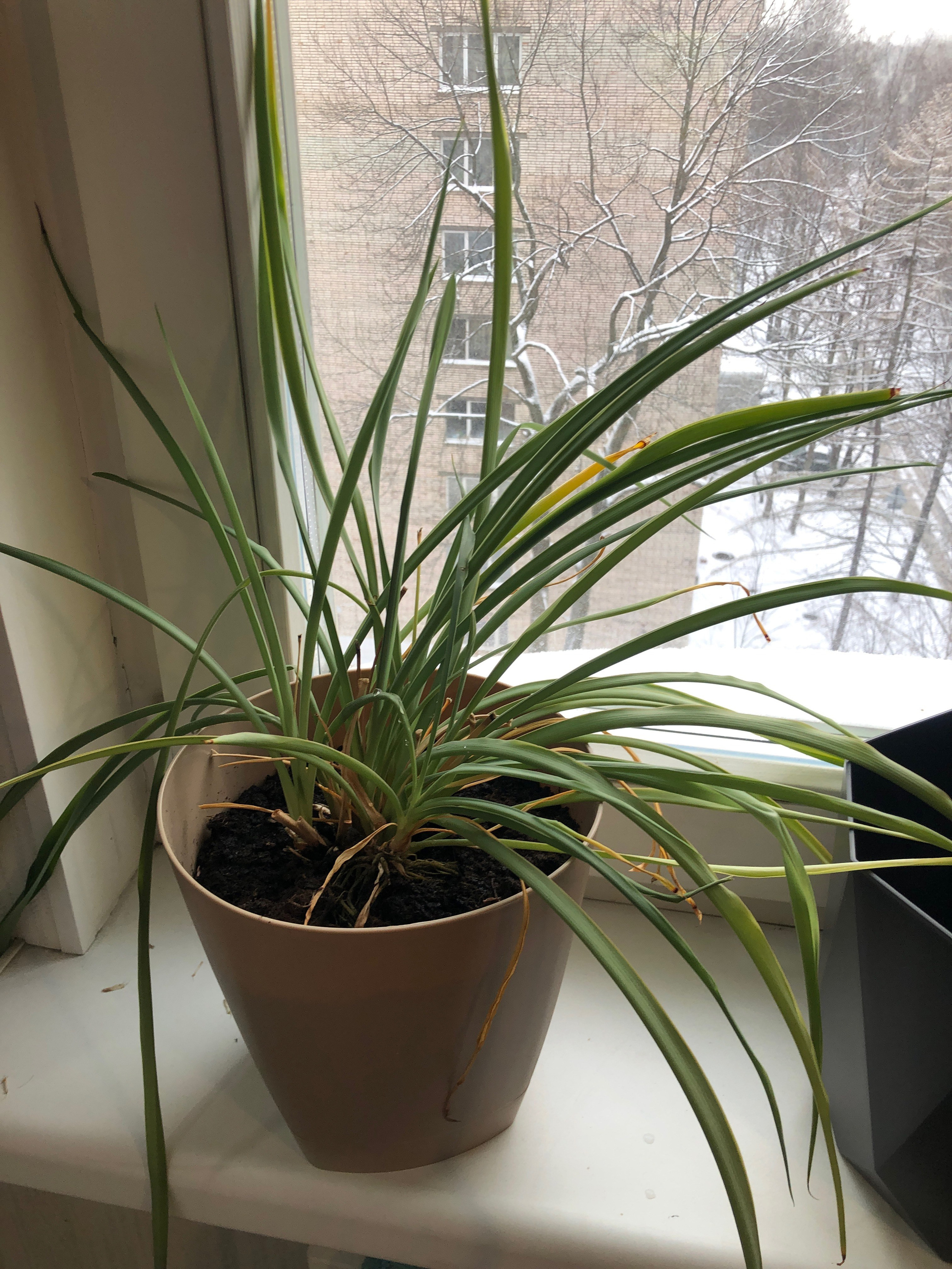 Декабрь. Семейный, Свадебный фотограф СПБ Питер— Романова Екатерина