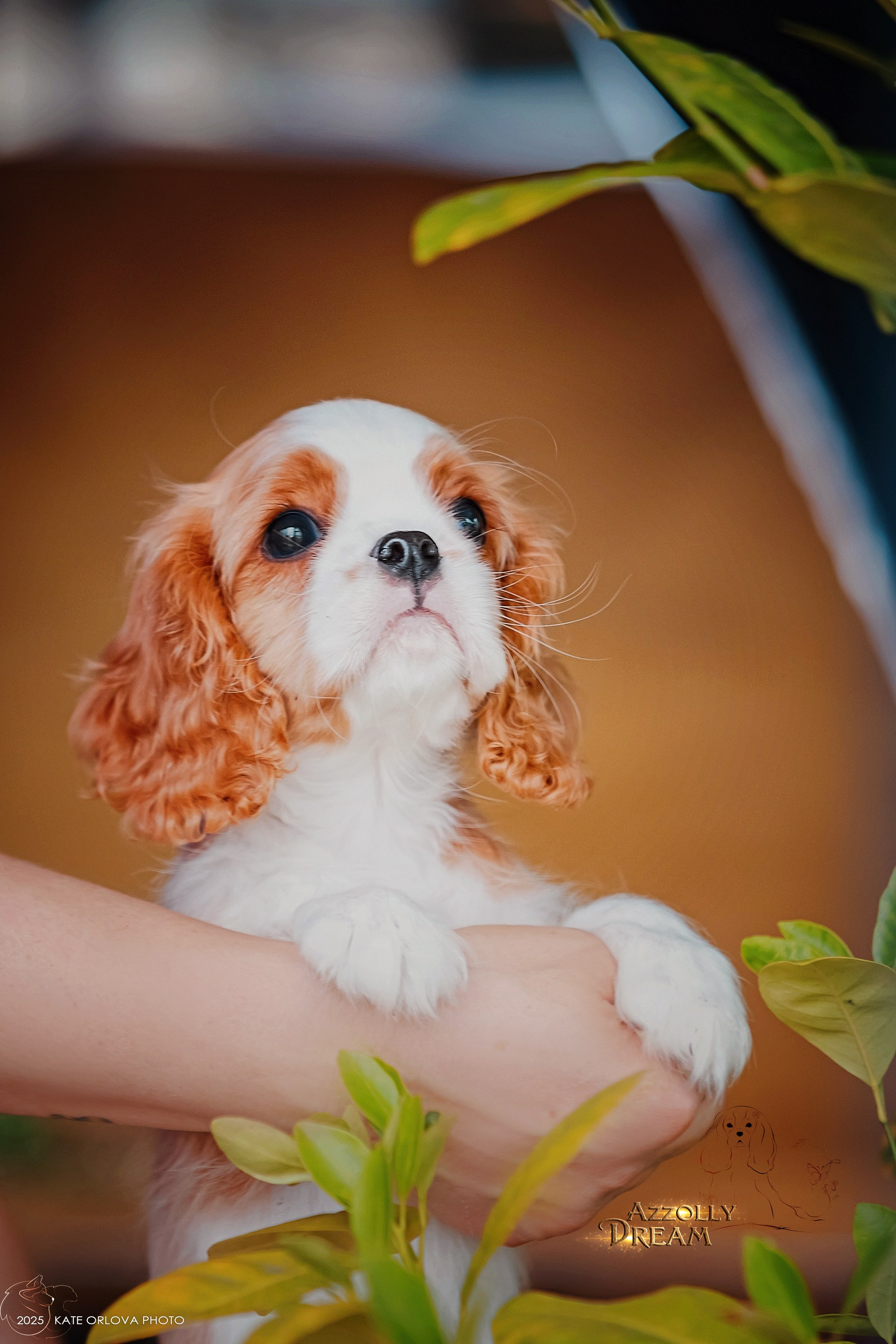 Щенки. Питомник кавалер кинг чарльз спаниелей