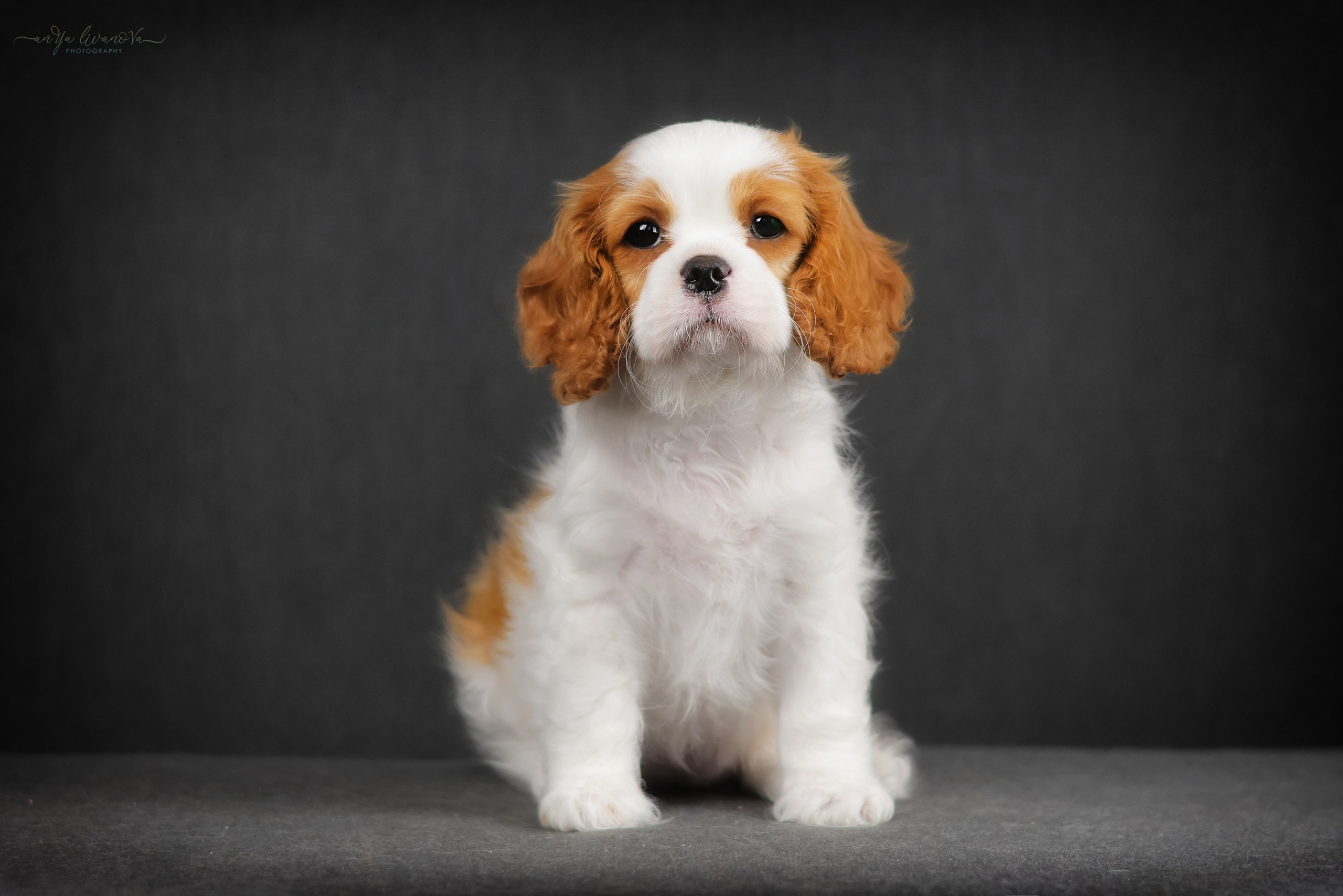 Кавалерчики. Фотограф анималист Аня Ливанова | Рыбинск