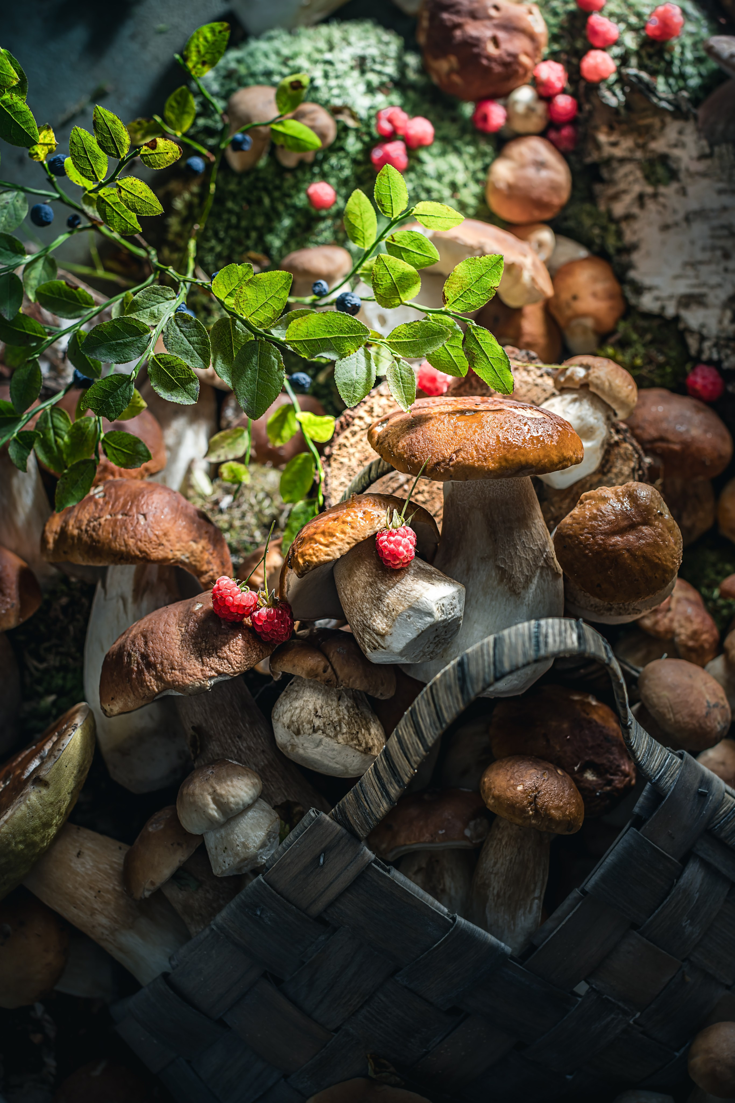 Mushrooms stories «Поляна белых»