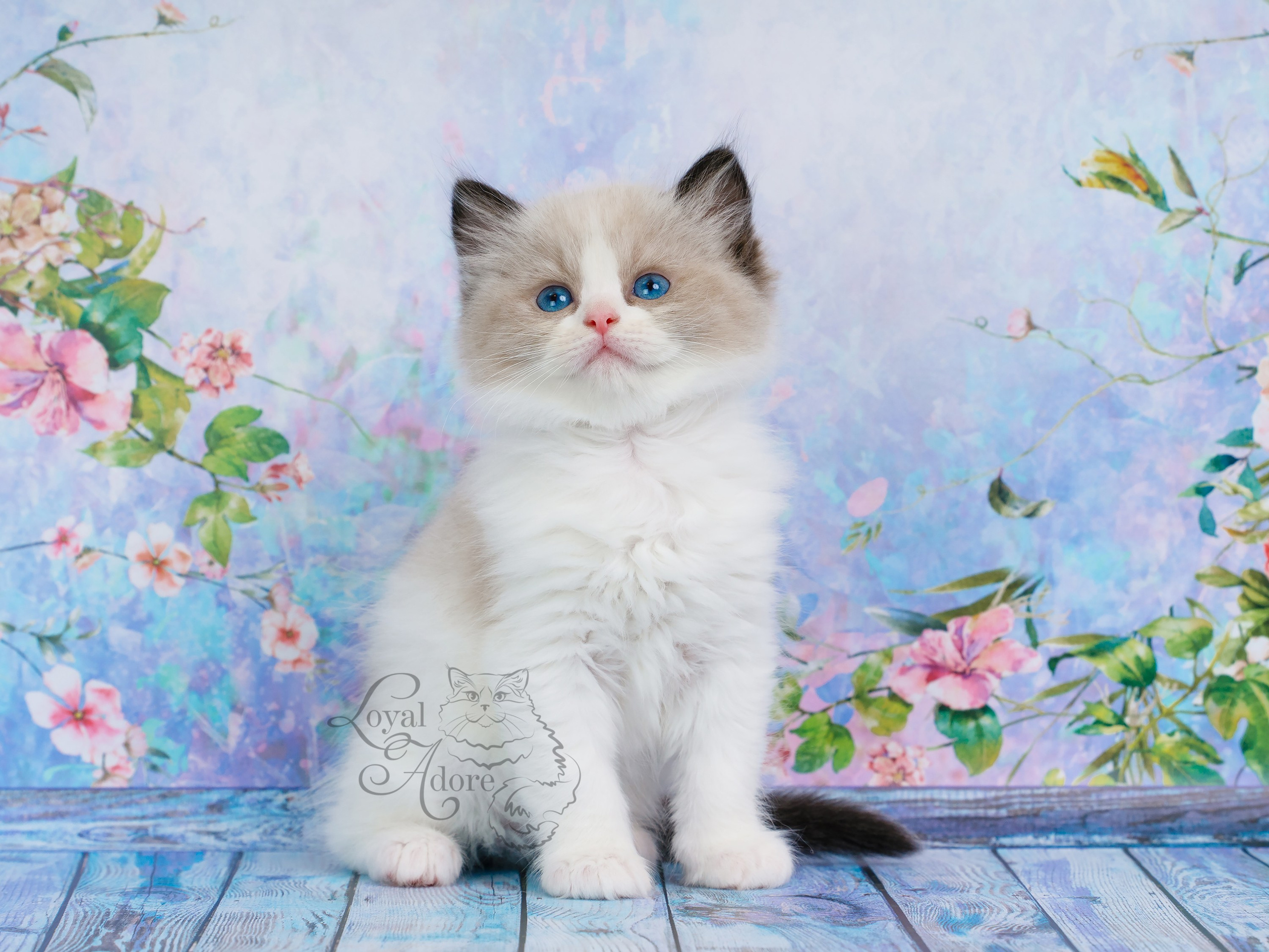 Котята рэгдолл от Loyal Adore. Питомник рэгдолл Loyal Adore