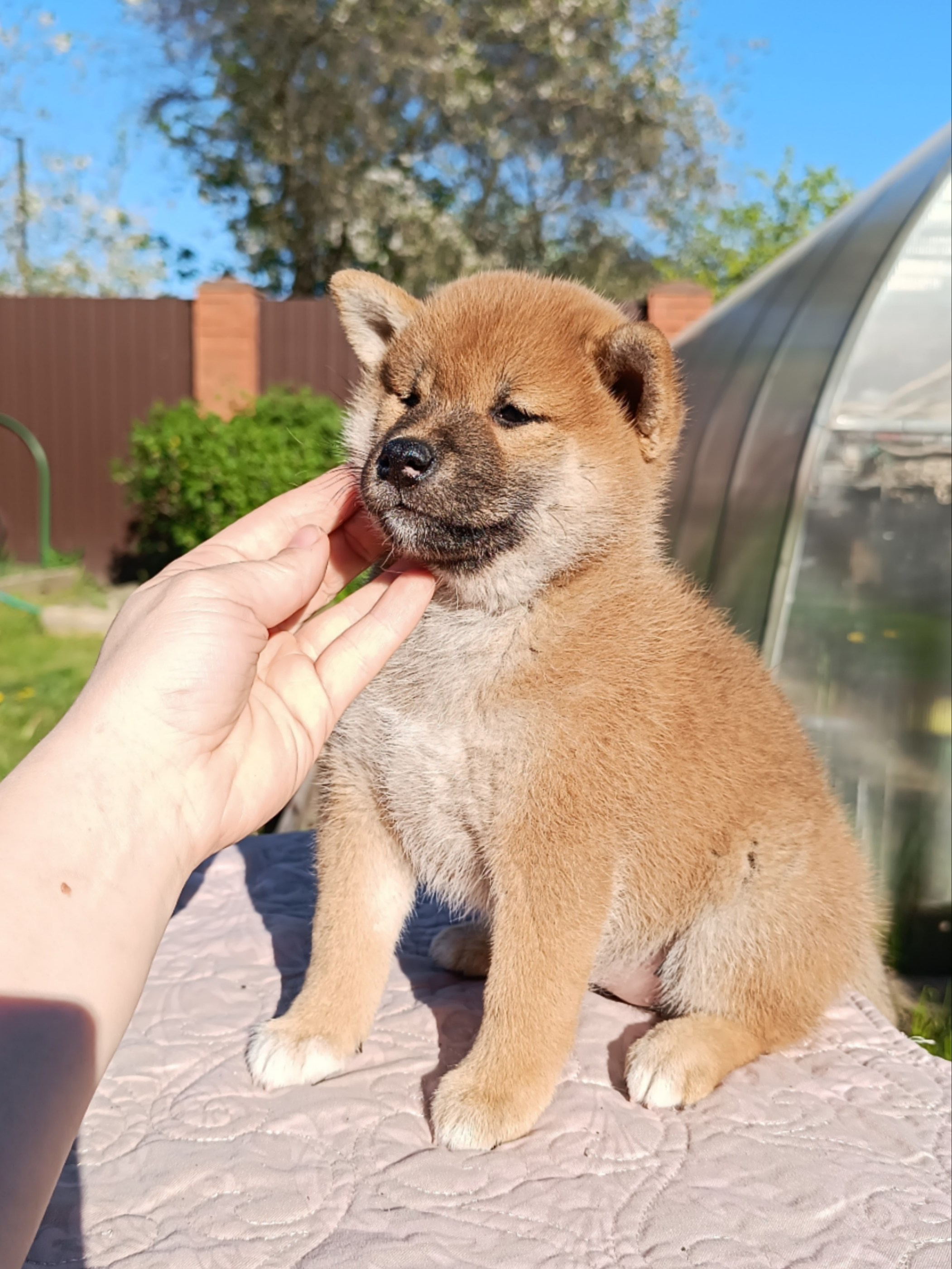 сиба питомник Рубилайт щенки на продажу rubylight  сиба щенки купить СПб Санкт-Петербург