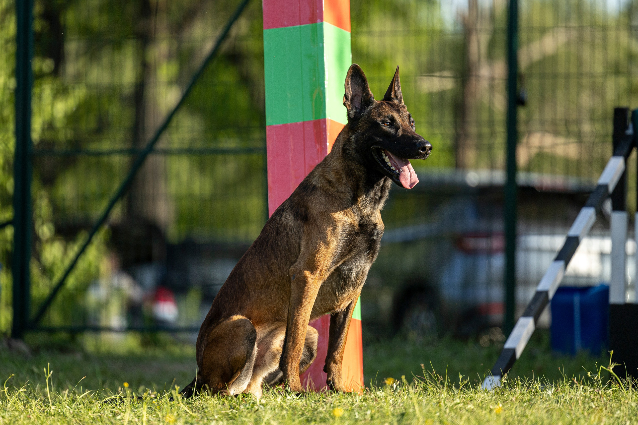 Испытания по мондьорингу в Нижнем Новгороде. Фотограф-анималист Анна Маринич