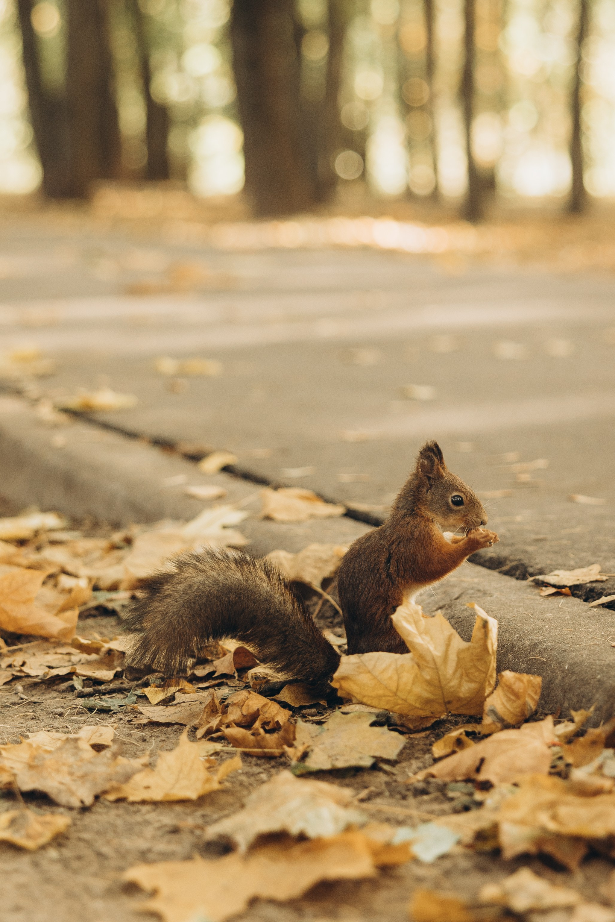 Оля. Семейный фотограф в Москве Виктория Ястребинская