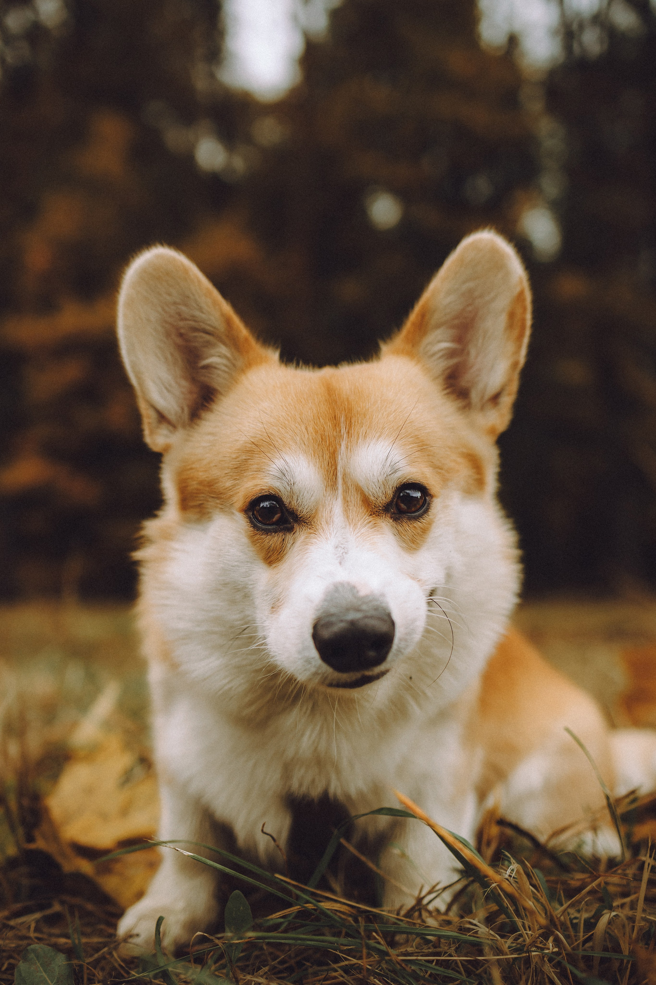 Вирджик и его семья