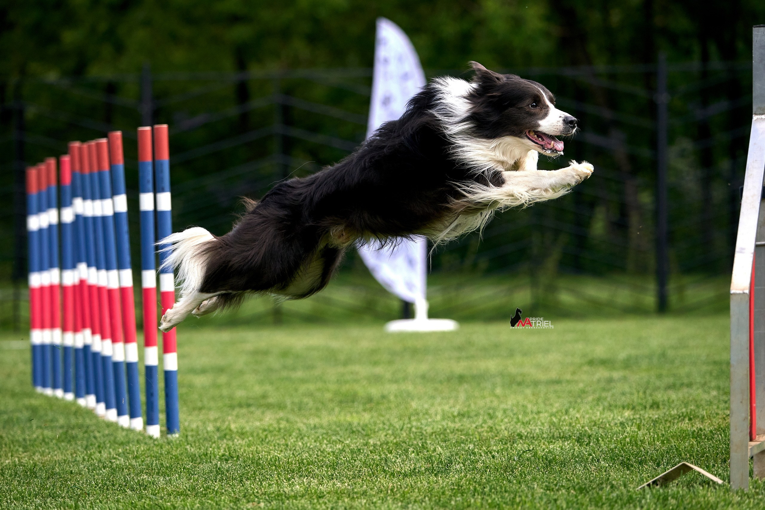 Аджилити — галерея NATRIEL