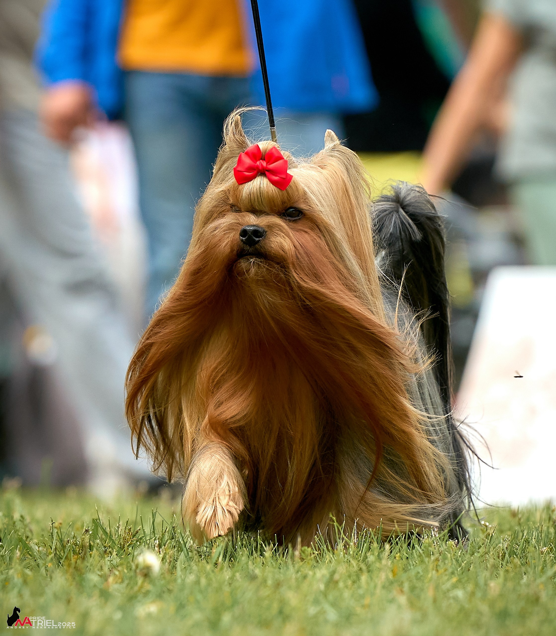 Выставка собак Суздаль-Владимир