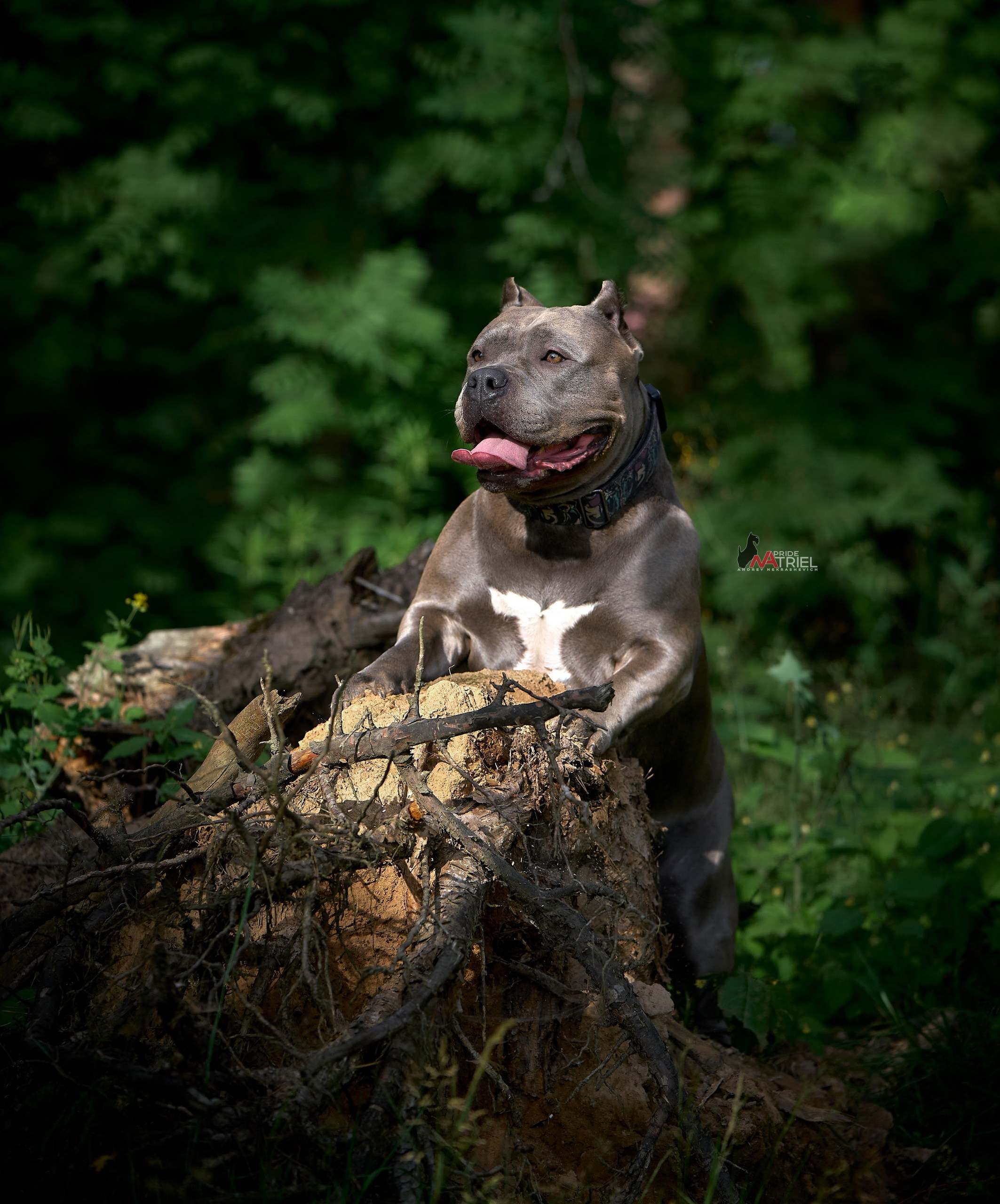 Портреты собак — галерея NATRIEL
